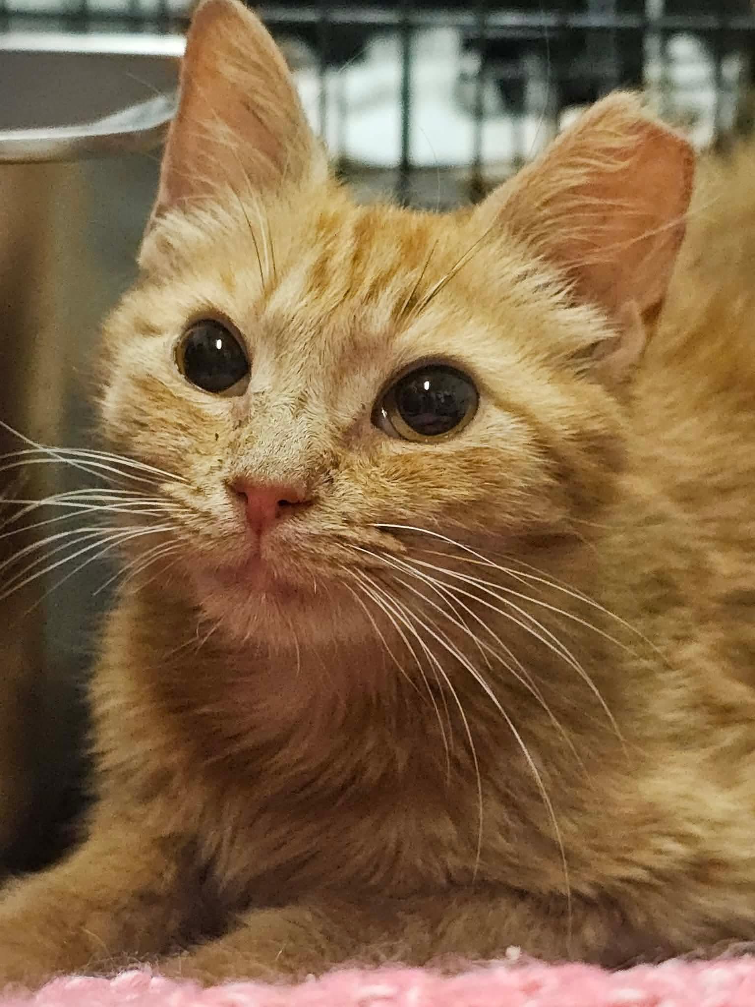 Enlarge Sola, a Adoptable Domestic Short Hair in Fort Oglethorpe, GA image 3/6