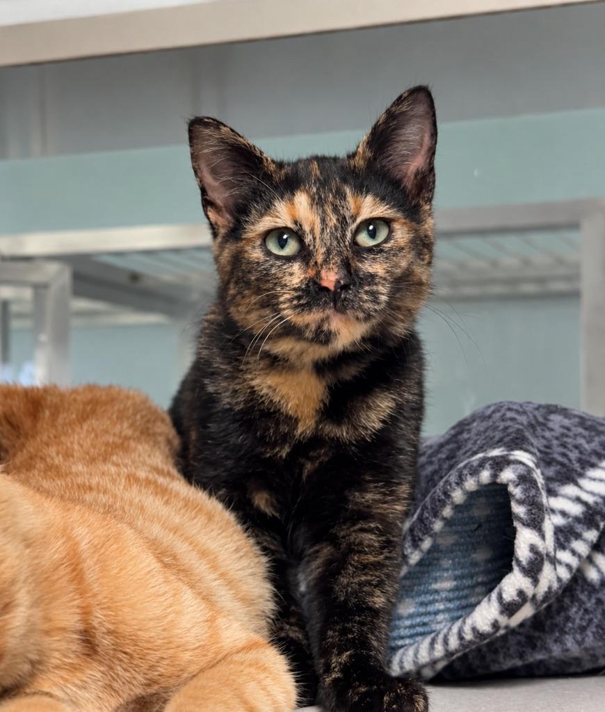 Fern, Adoptable, Kitten Female Domestic Short Hair.