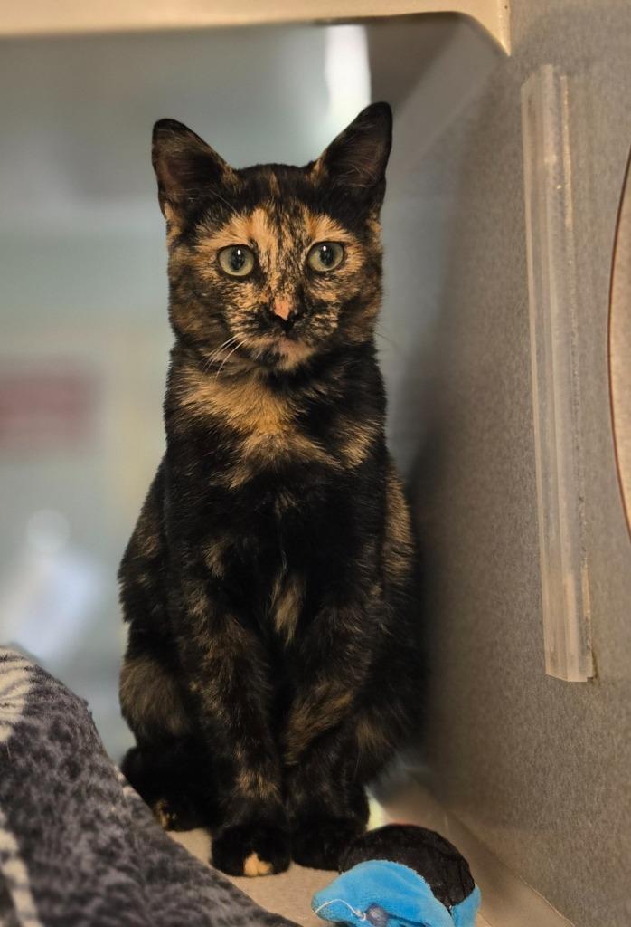 Enlarge Fern, a Adoptable mixed breed in Viroqua, WI image 2/2