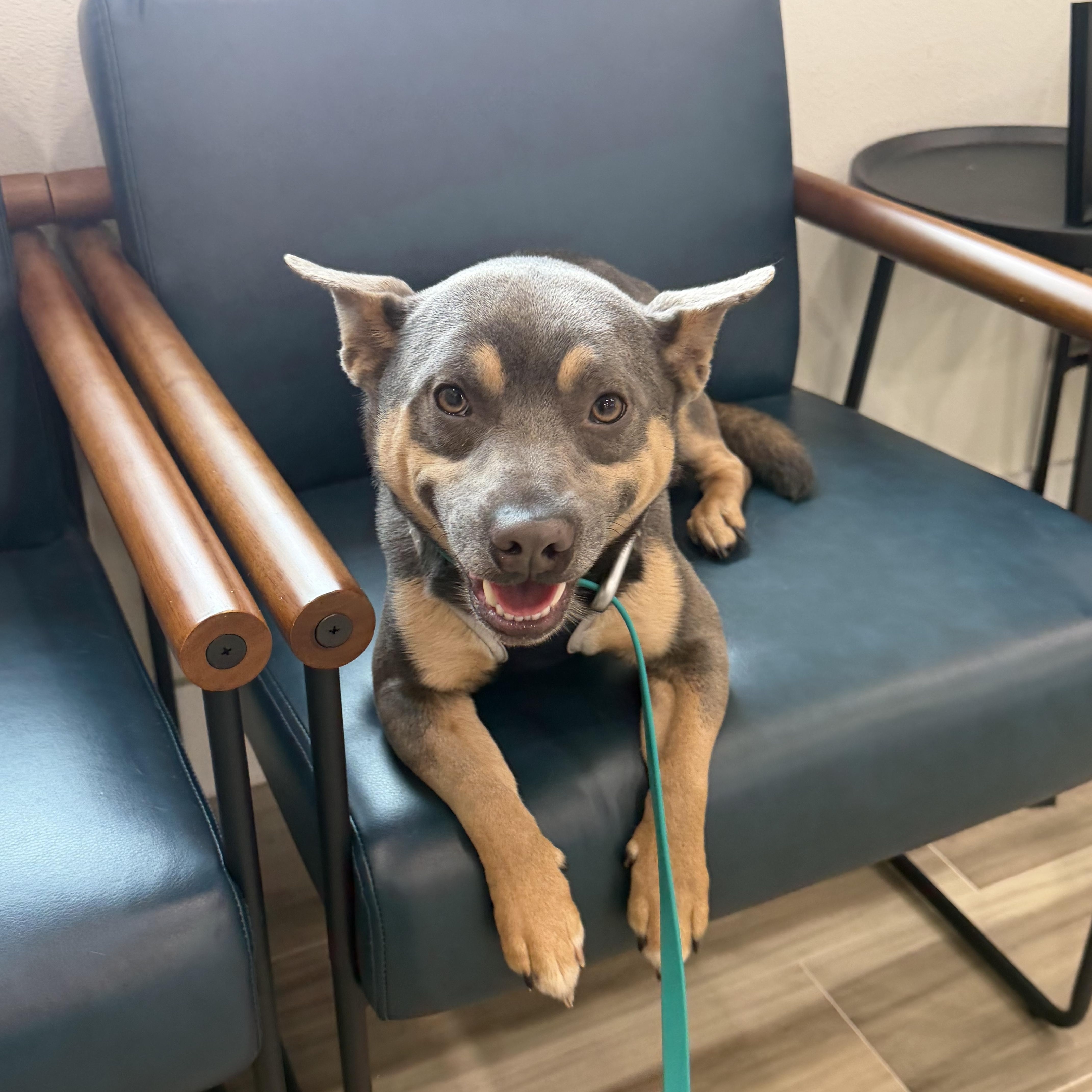 Dallas, ADOPTABLE, Young Male Mixed Breed.