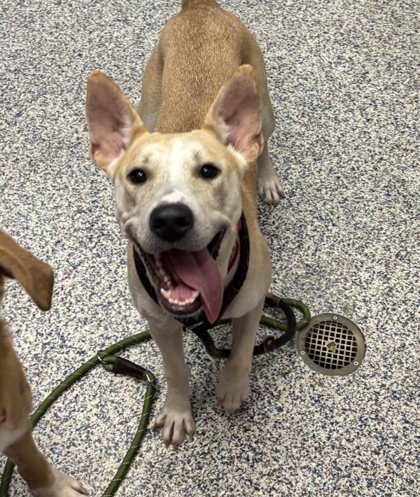 Henna, Adoptable, Young Female Labrador Retriever & Bull Terrier.