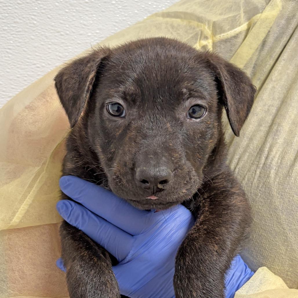 Enlarge Eclair, a Adoptable Pit Bull Terrier in Ojai, CA image 1/4