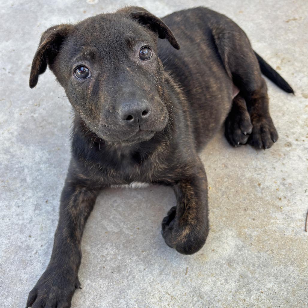 Enlarge Eclair, a Adoptable Pit Bull Terrier in Ojai, CA image 2/4