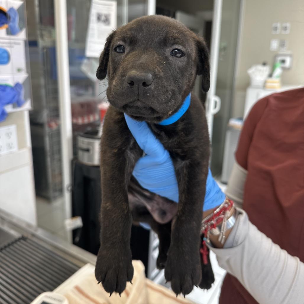 Enlarge Eclair, a Adoptable Pit Bull Terrier in Ojai, CA image 4/4