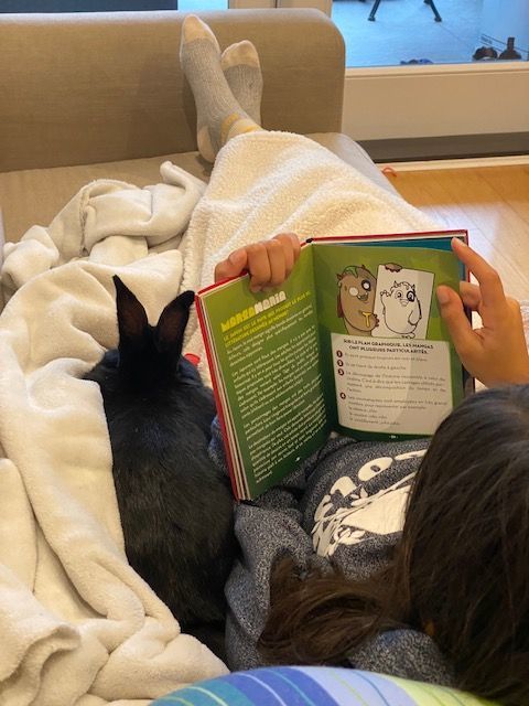 Reuben (South Surrey), Adoptable, Young Male Bunny Rabbit.