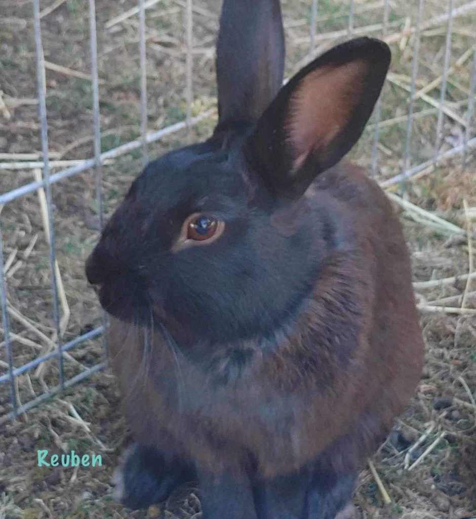 Reuben (South Surrey), a Adoptable Bunny Rabbit in Vancouver, BC image 2/3