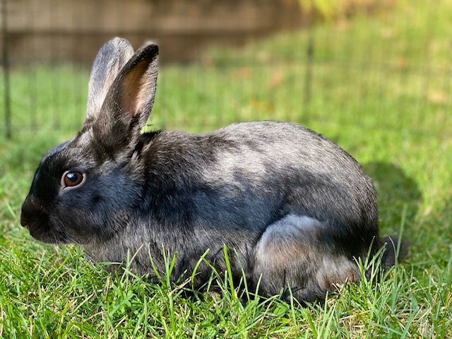 Reuben (South Surrey), a Adoptable Bunny Rabbit in Vancouver, BC image 3/3