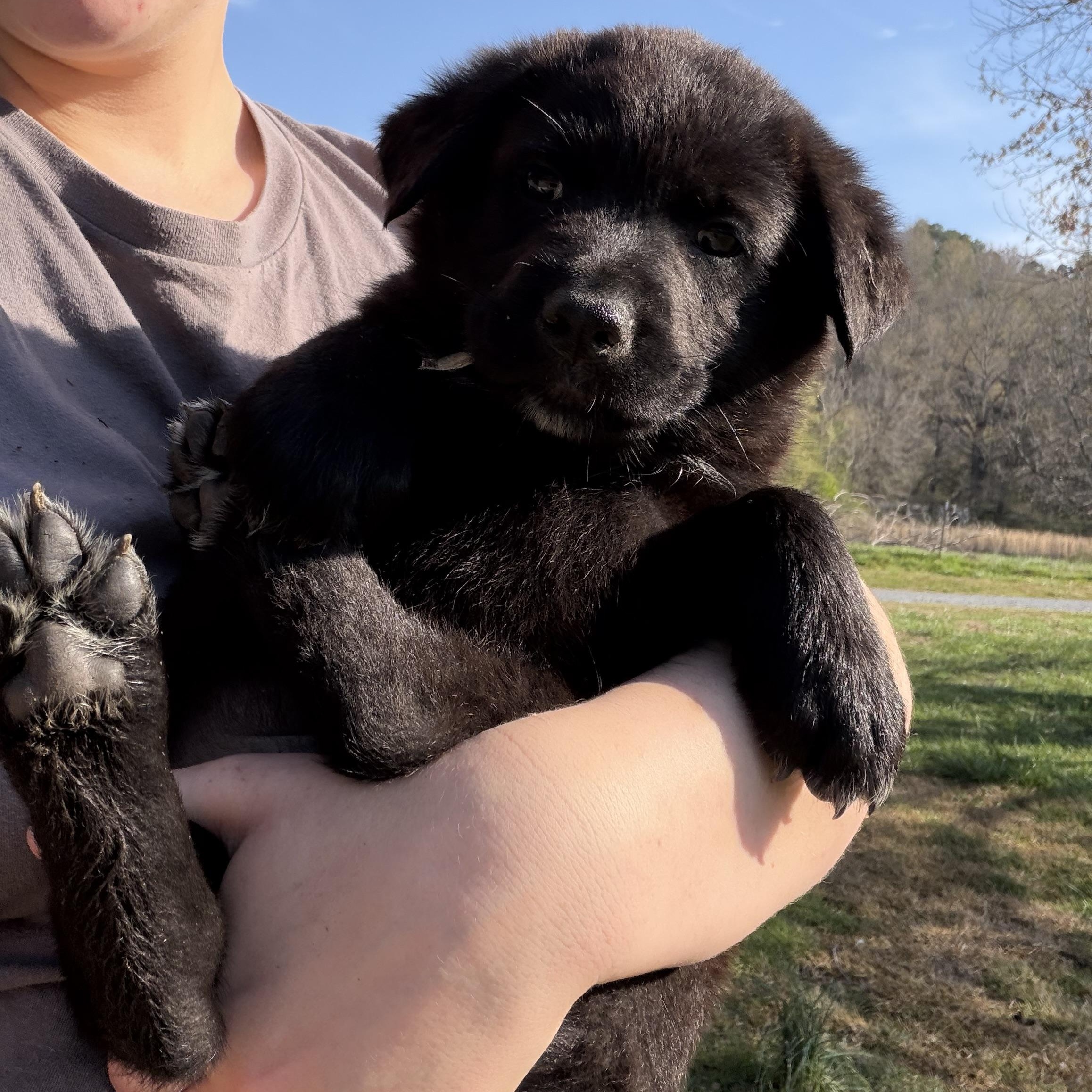 Rowan, ADOPTABLE, Puppy Male German Shepherd Dog.