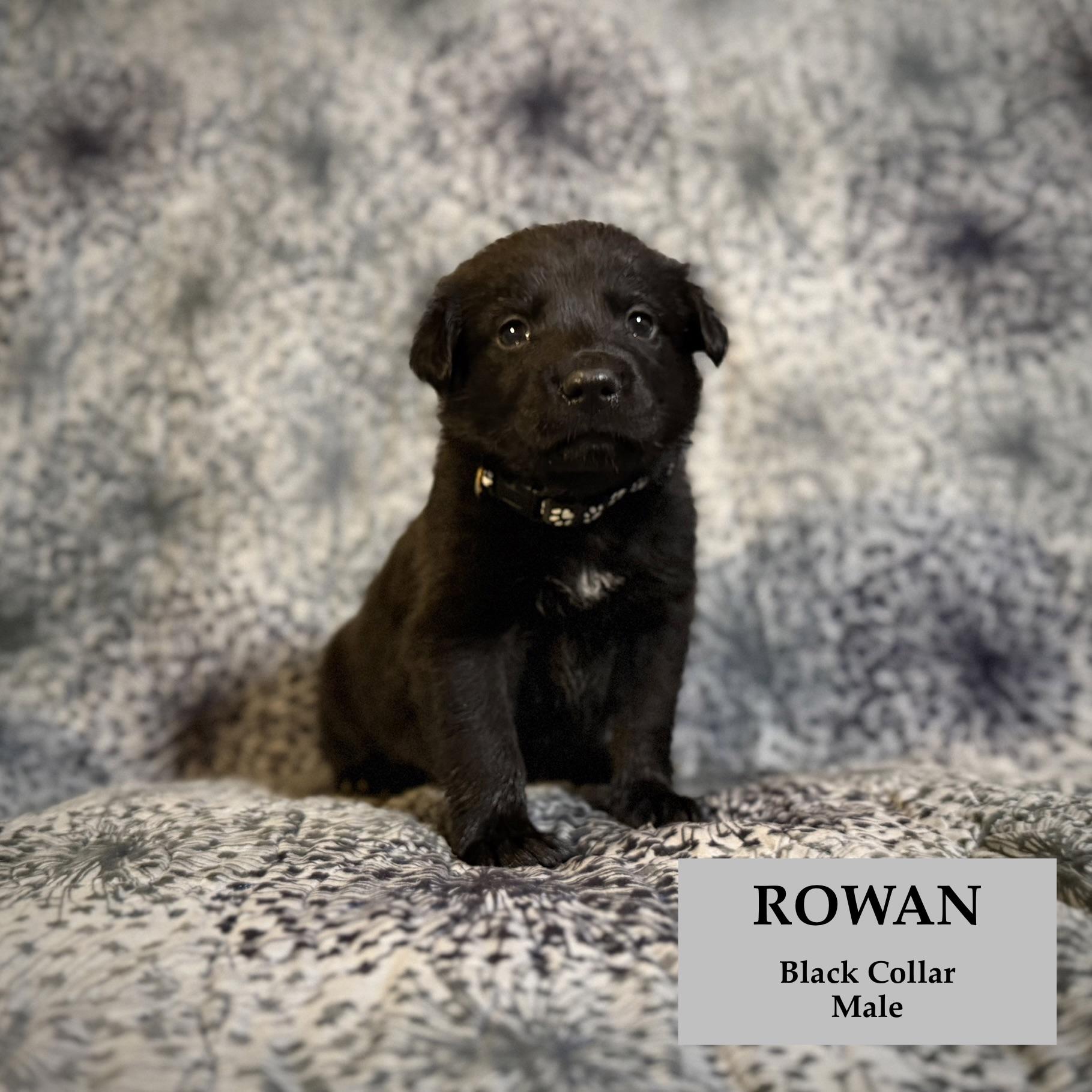 Rowan, a ADOPTABLE mixed breed in Rome, GA image 2/2