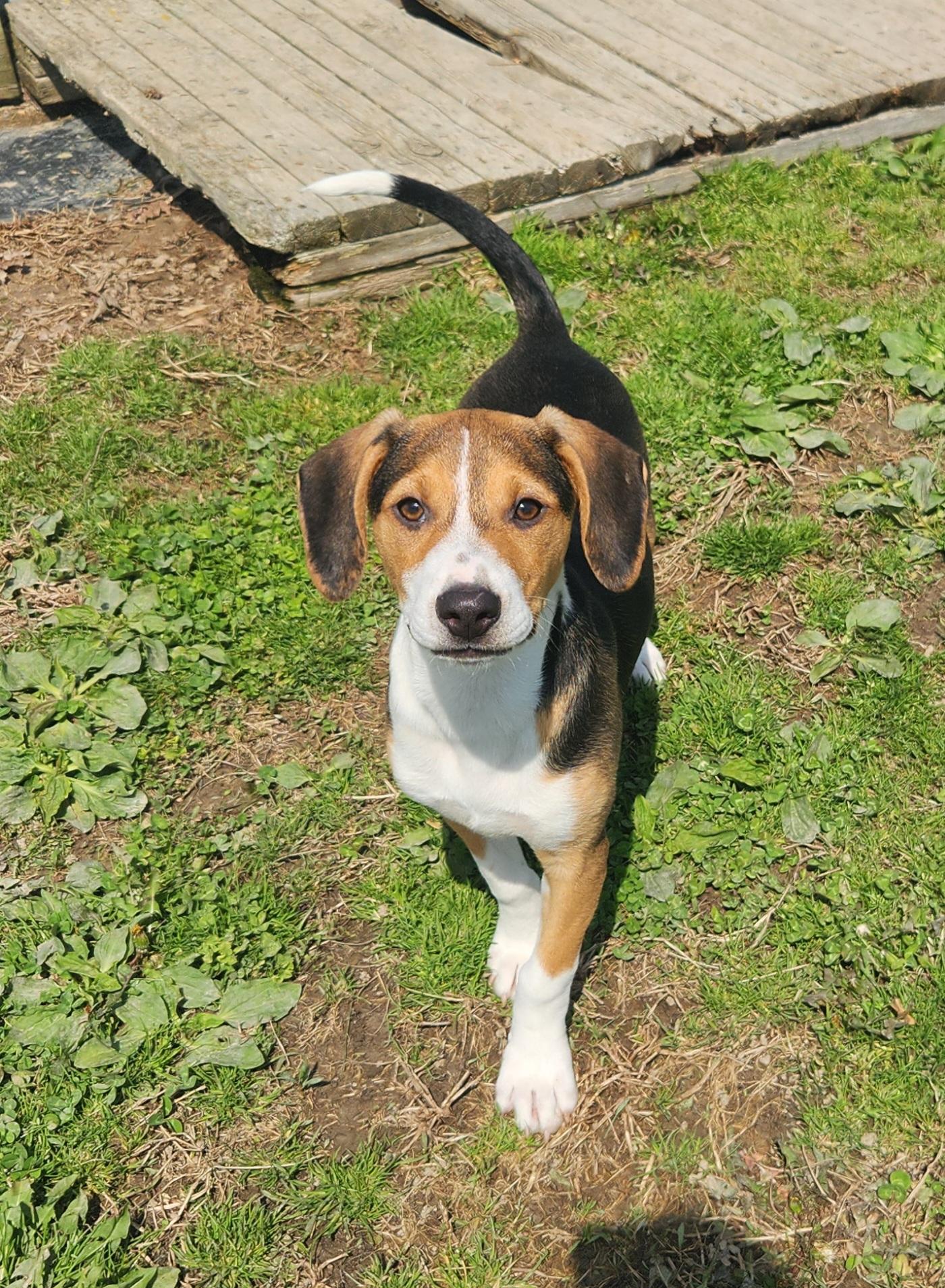 Enlarge Dove, a ADOPTABLE mixed breed in Liberty Center, OH image 2/6