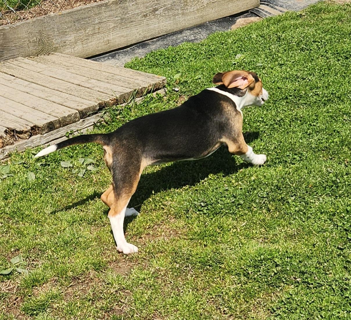 Enlarge Dove, a ADOPTABLE mixed breed in Liberty Center, OH image 6/6