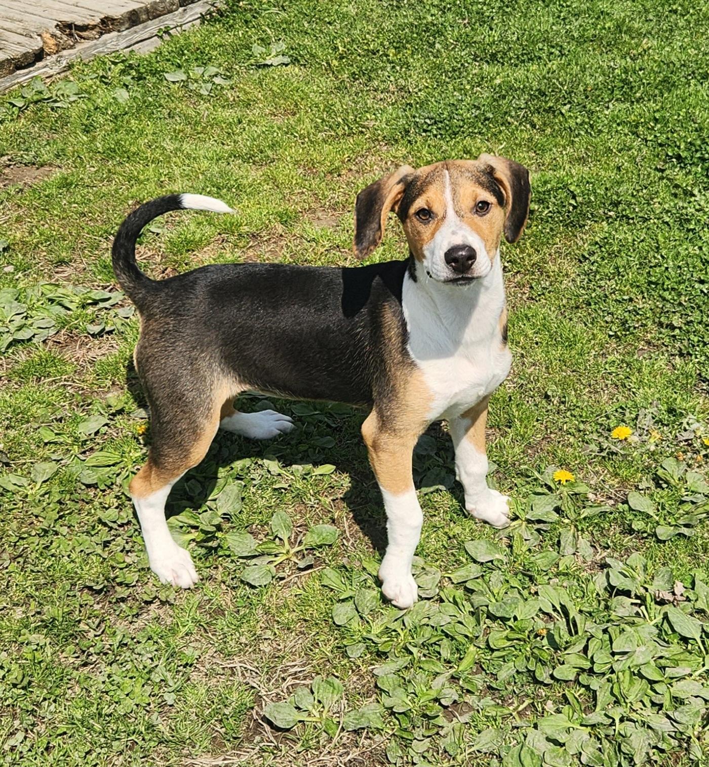 Enlarge Dove, a ADOPTABLE mixed breed in Liberty Center, OH image 5/6