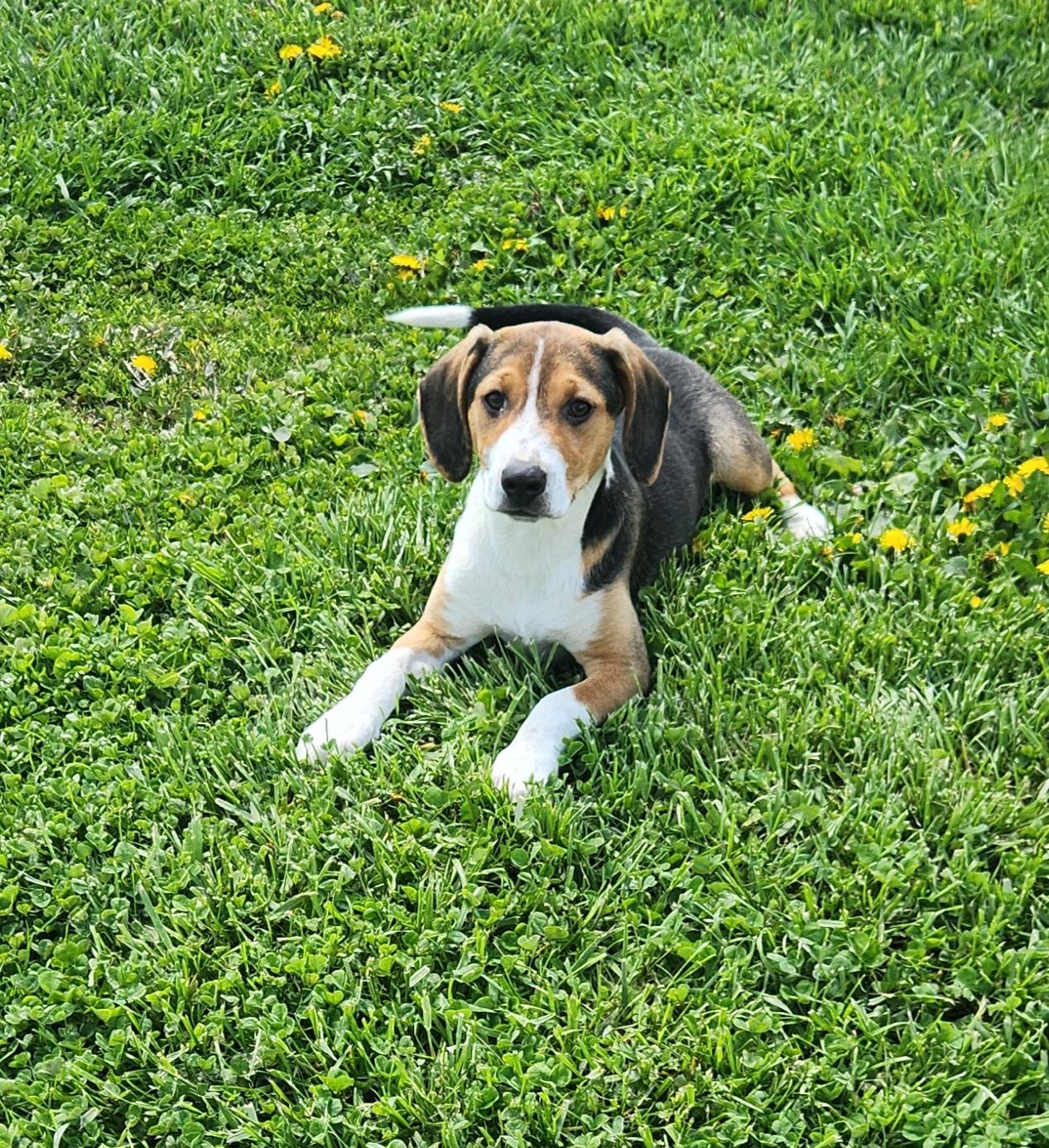 Enlarge Dove, a ADOPTABLE mixed breed in Liberty Center, OH image 4/6