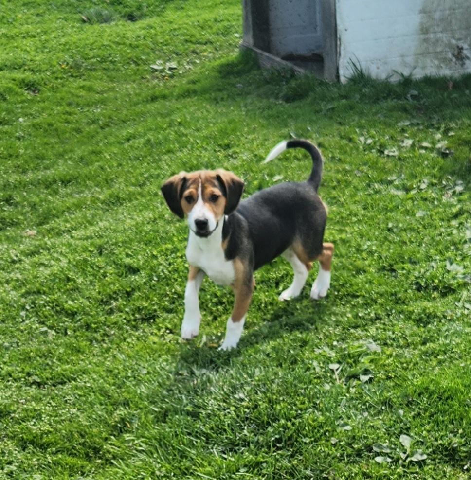 Enlarge Dove, a ADOPTABLE mixed breed in Liberty Center, OH image 3/6