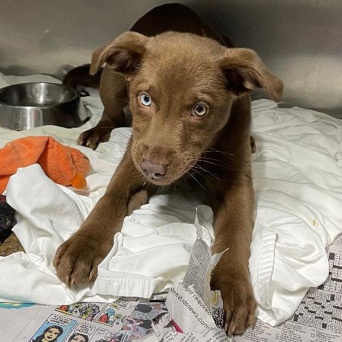 Enlarge Crunch, an adopted mixed breed in Spencer, IN image 2/2