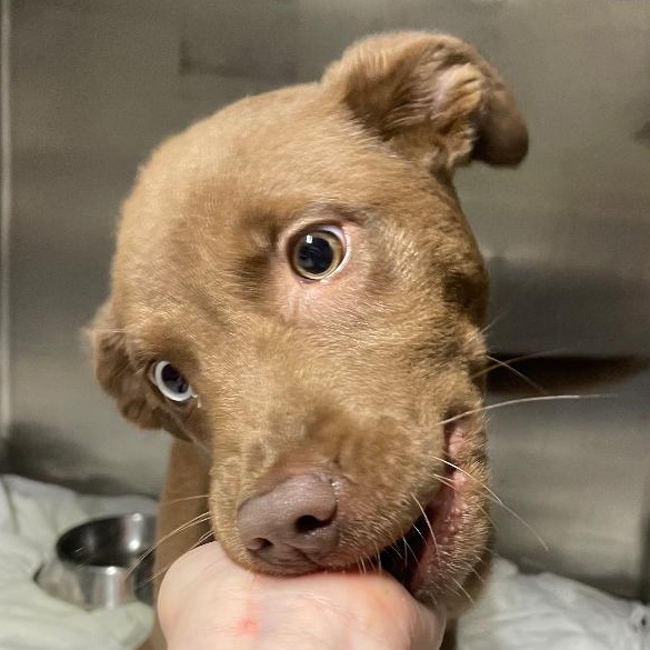 Crunch, adopted, Puppy Male Australian Shepherd.