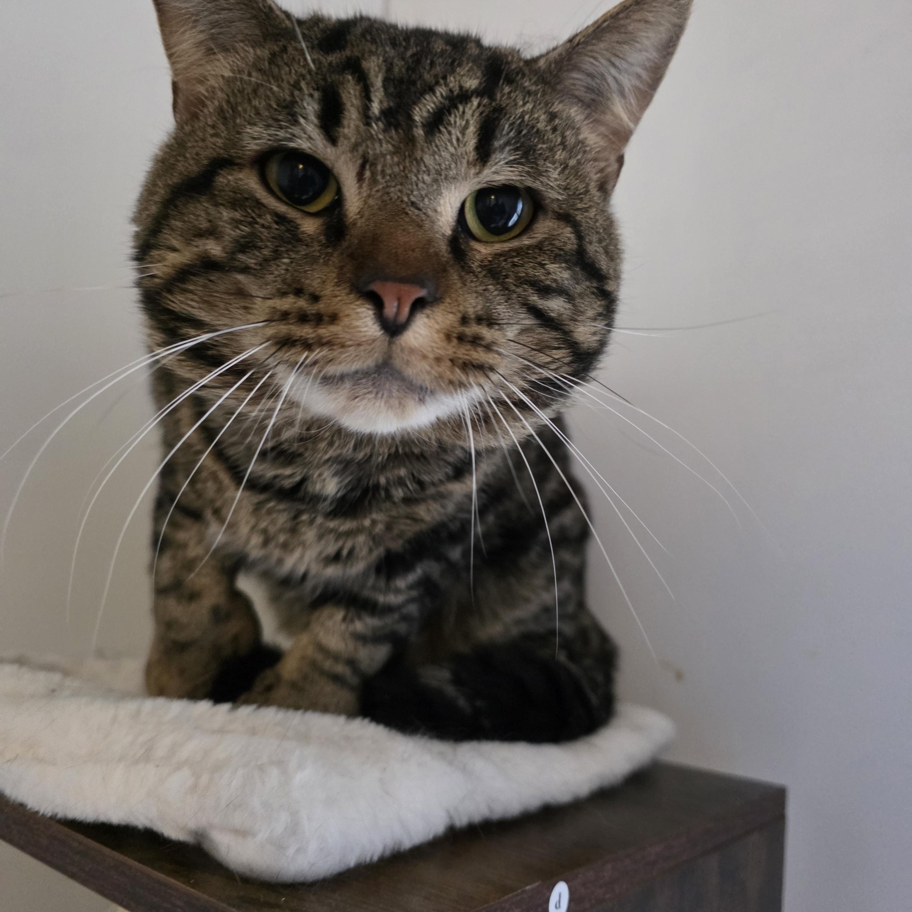Marty Mcfly, adopted, Young Male Extra-Toes Cat / Hemingway Polydactyl.