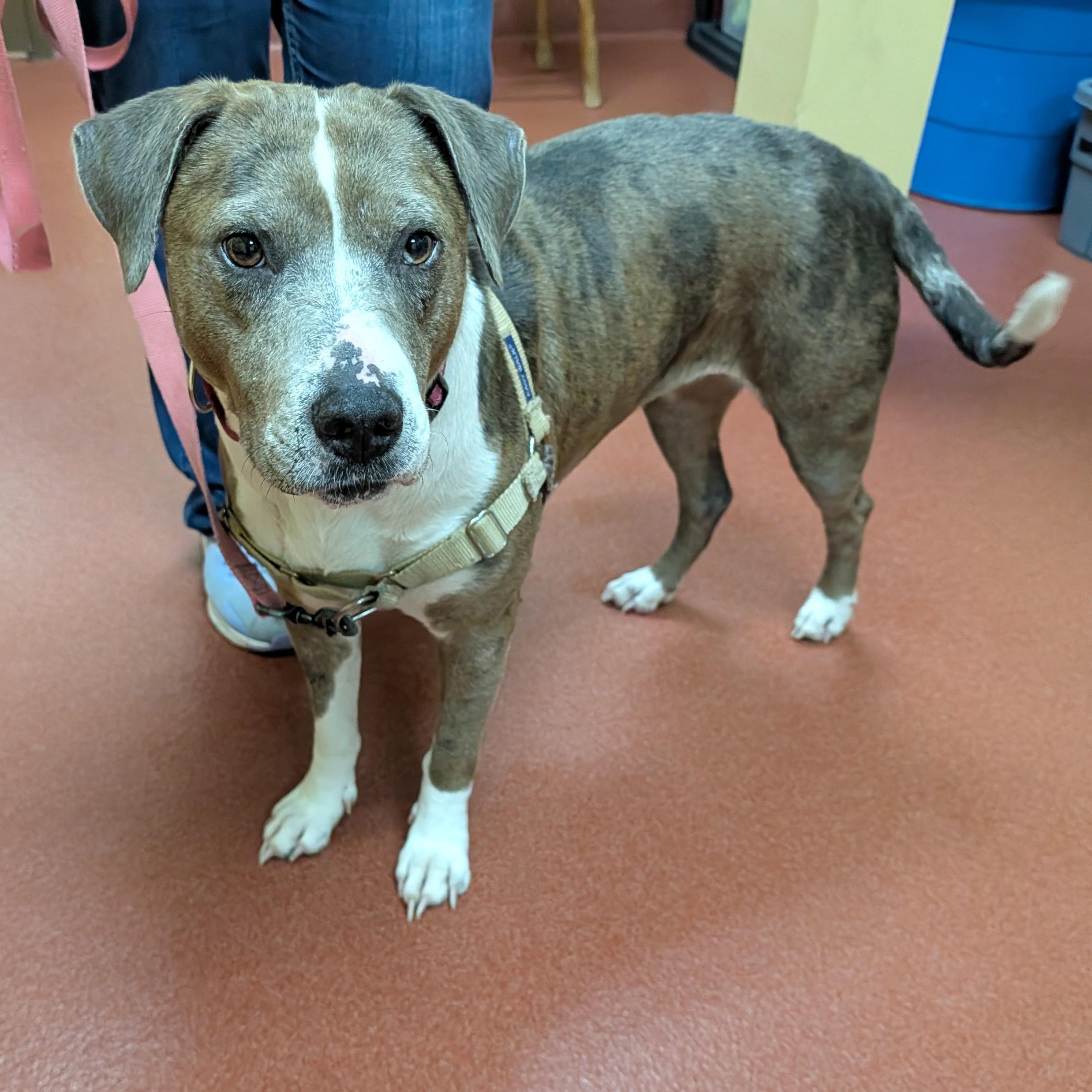 Enlarge Jackie, a ADOPTABLE mixed breed in Accident, MD image 5/6
