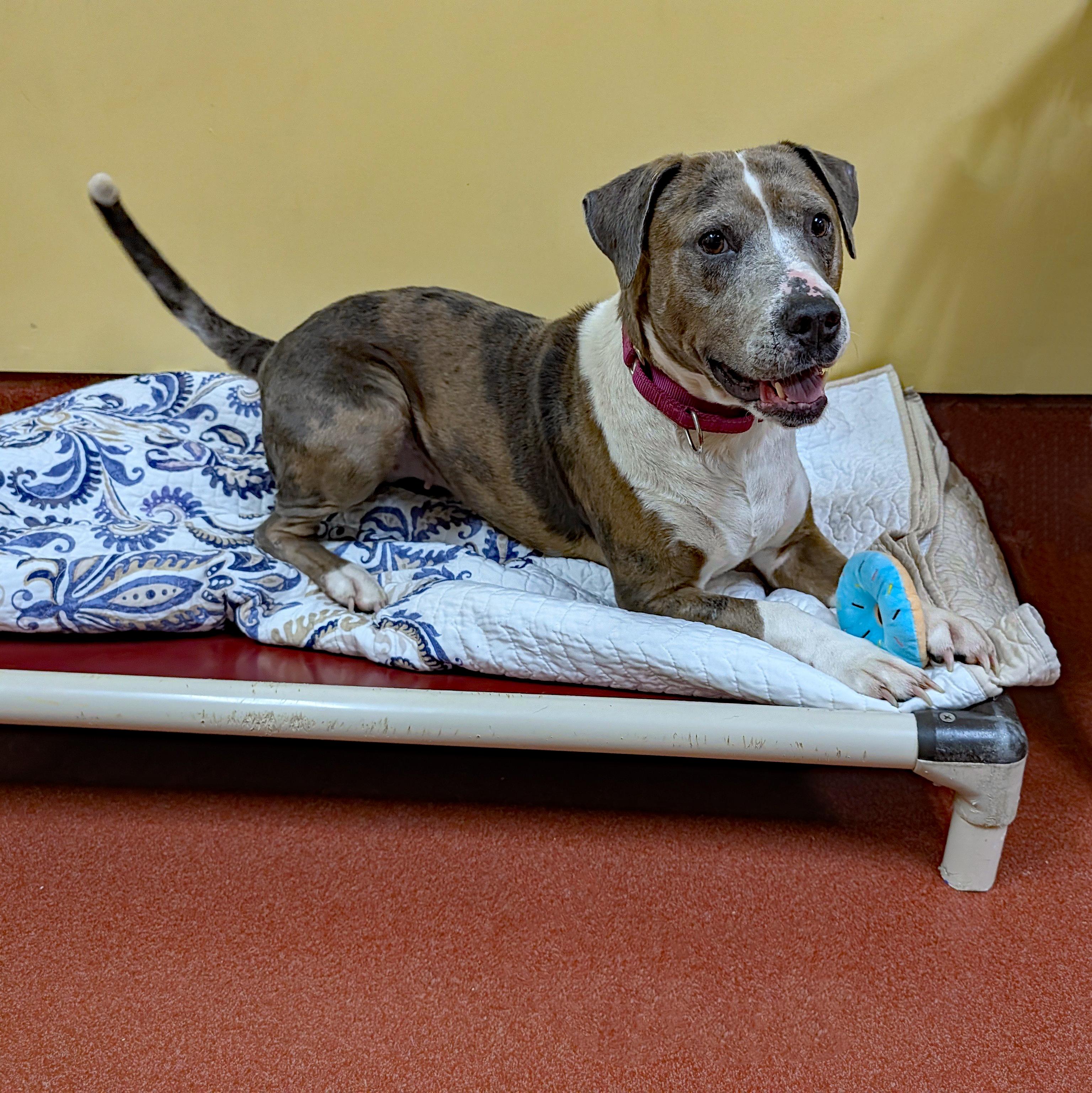 Enlarge Jackie, a ADOPTABLE mixed breed in Accident, MD image 4/6