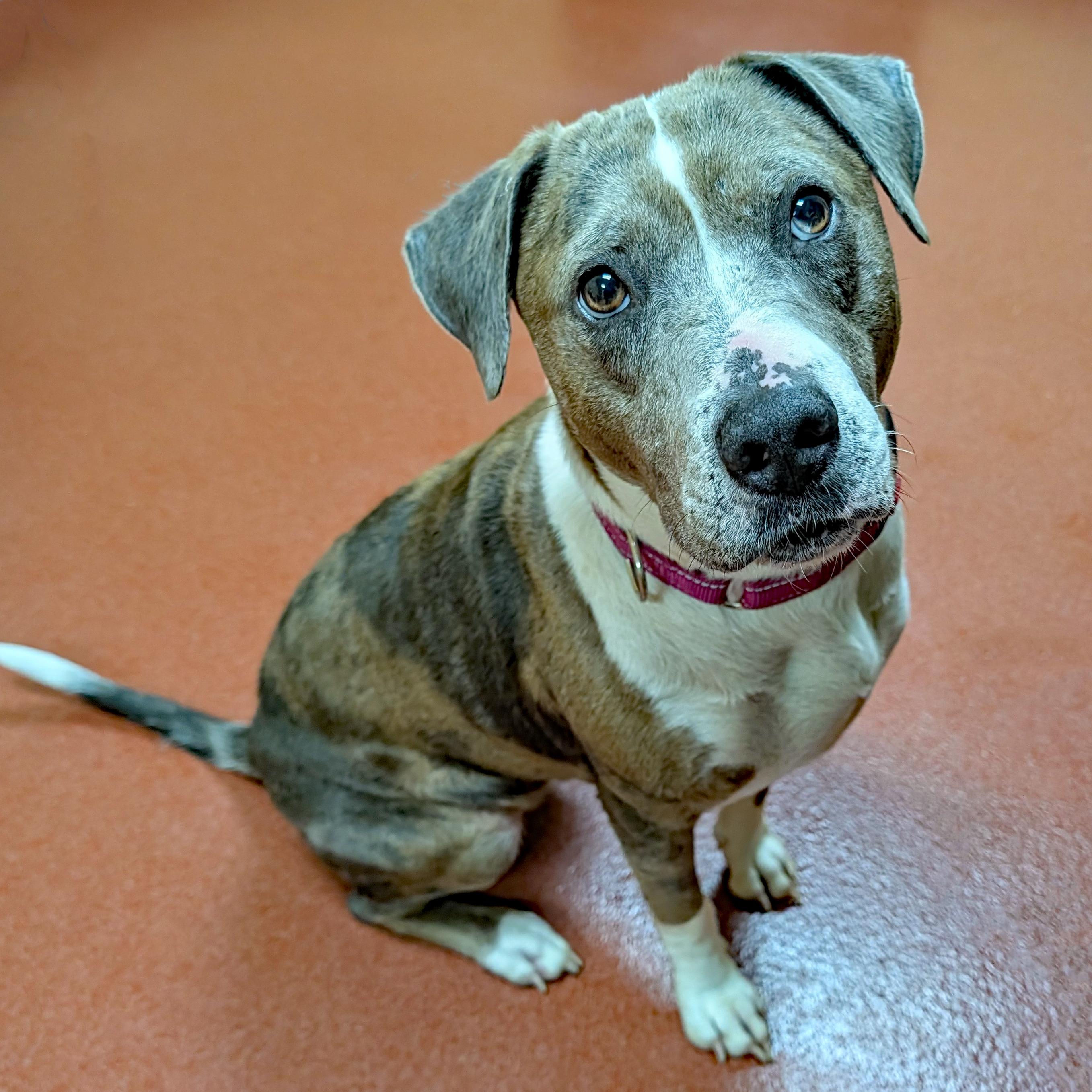 Enlarge Jackie, a ADOPTABLE mixed breed in Accident, MD image 1/6