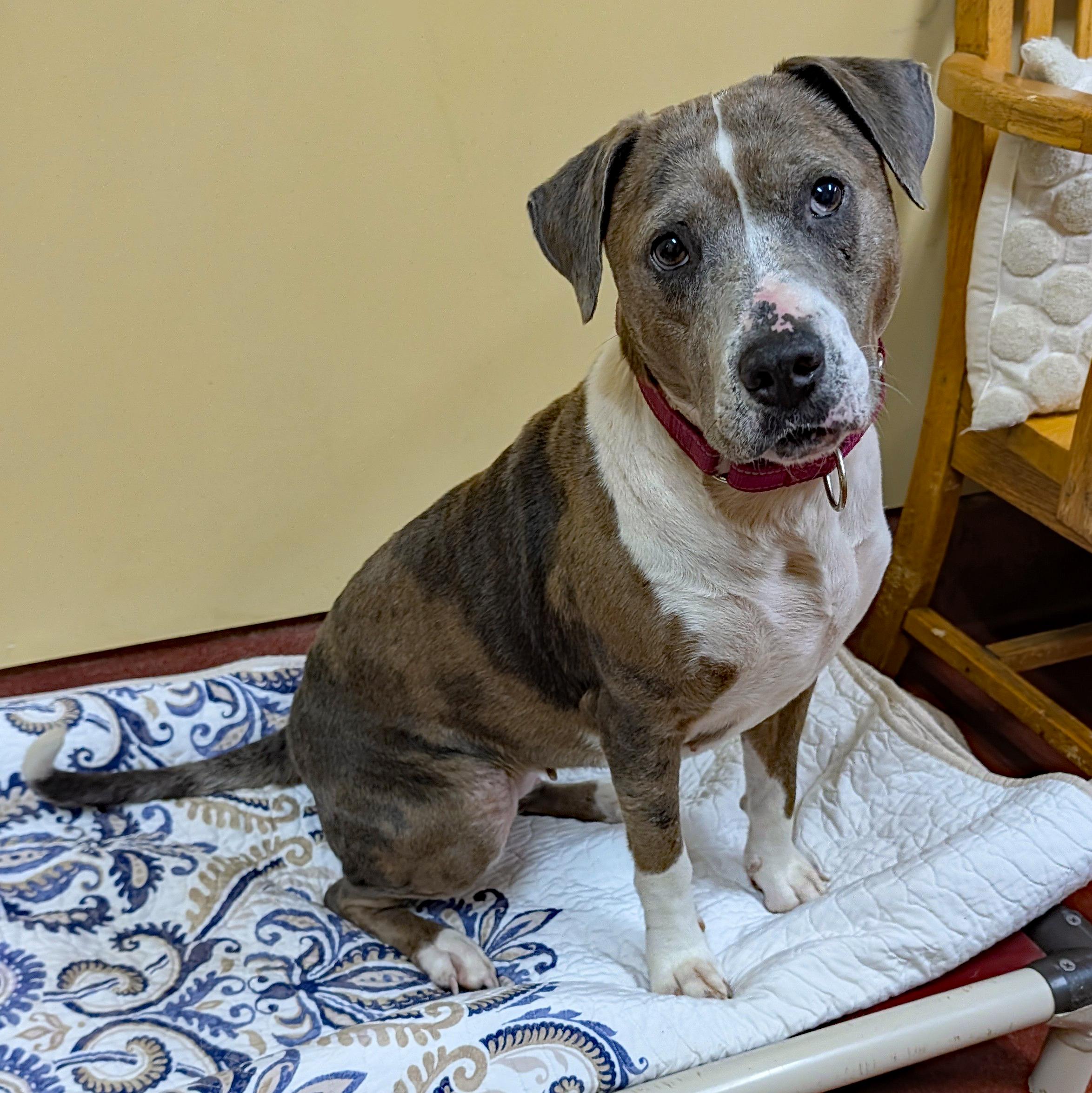 Enlarge Jackie, a ADOPTABLE mixed breed in Accident, MD image 3/6