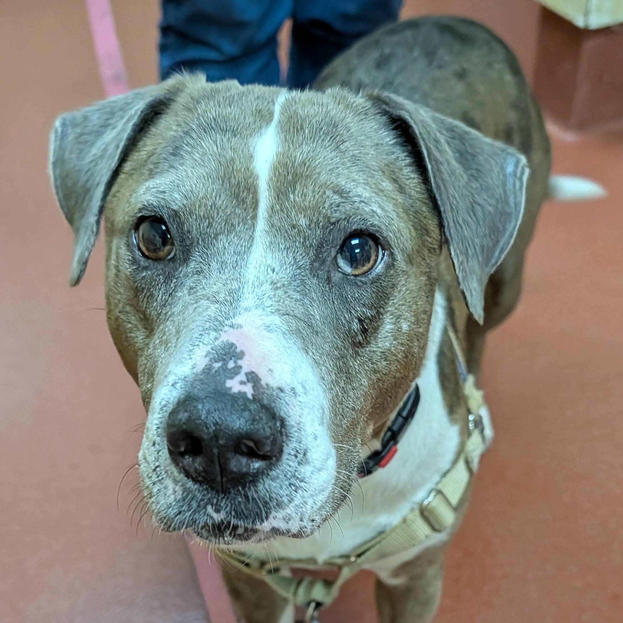 Enlarge Jackie, a ADOPTABLE mixed breed in Accident, MD image 2/6