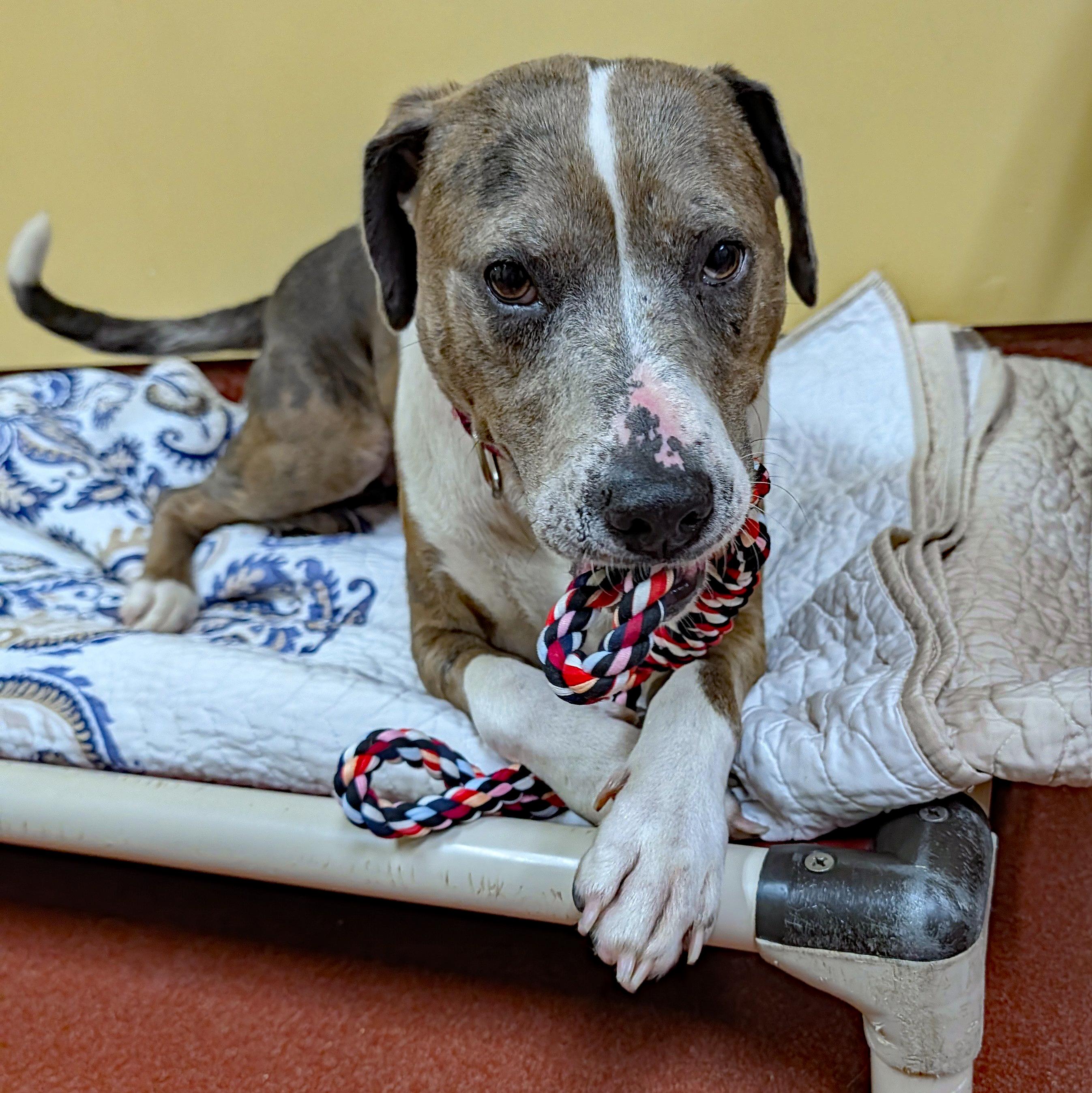 Enlarge Jackie, a ADOPTABLE mixed breed in Accident, MD image 6/6