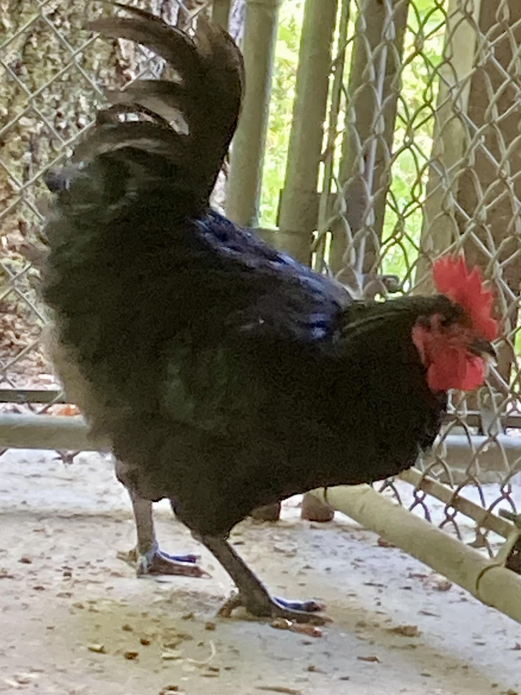 Enlarge Roo La Roo, a Adoptable Chicken in East Hartland, CT image 1/2