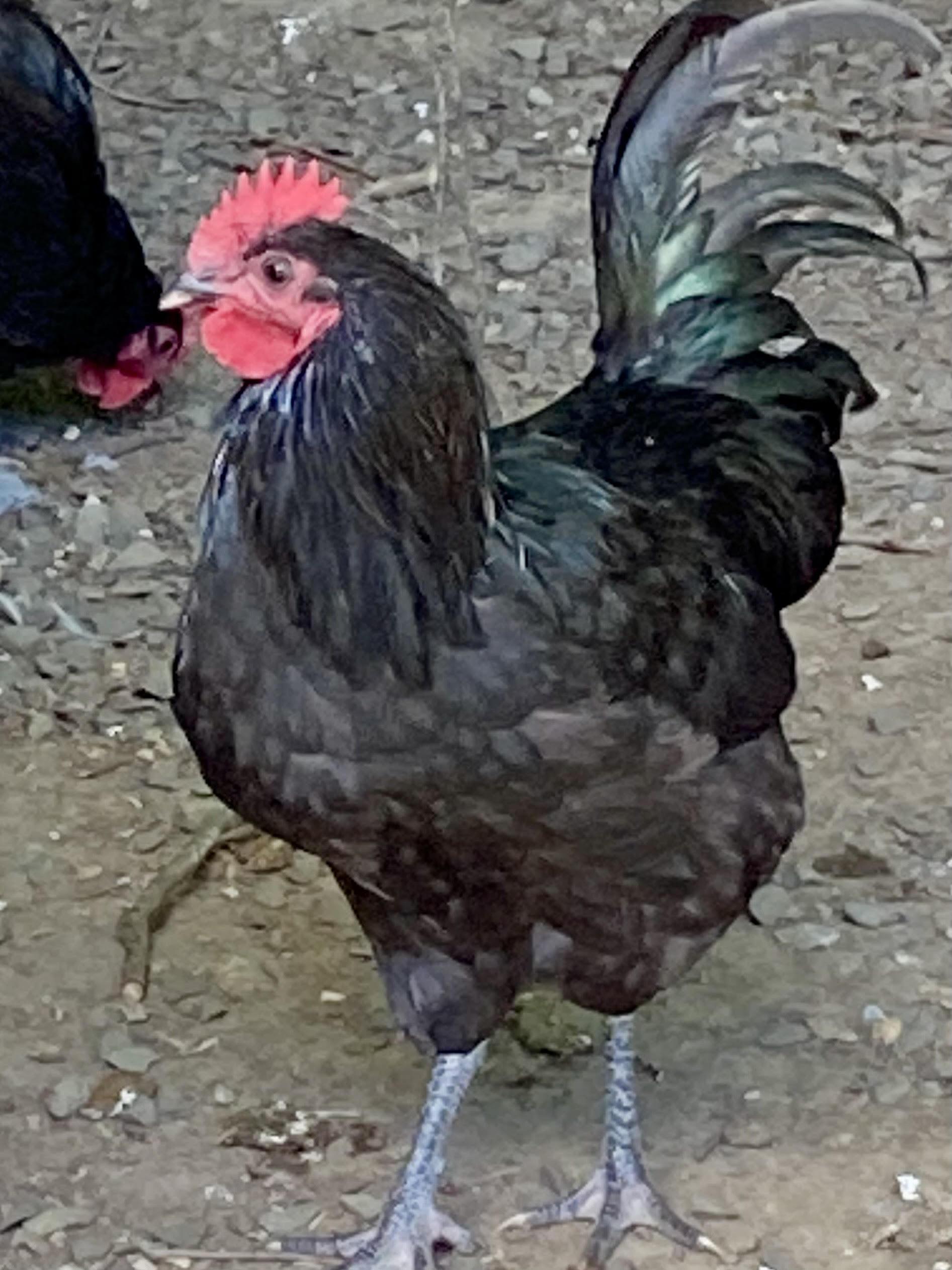 Enlarge Roo La Roo, a Adoptable Chicken in East Hartland, CT image 2/2