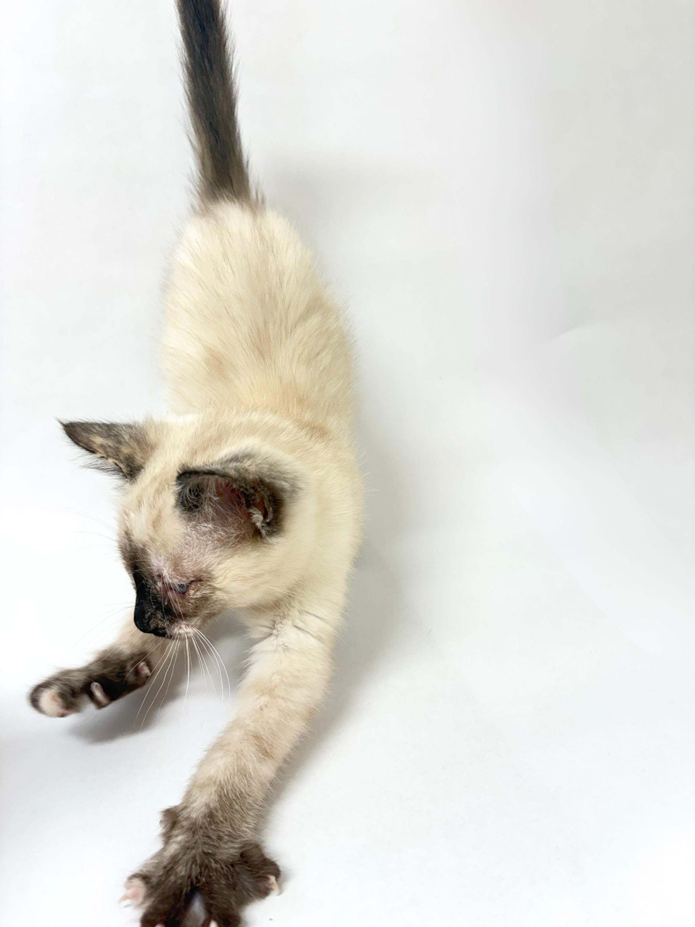 Enlarge Rachel, an adopted Siamese in Pasco, WA image 3/3