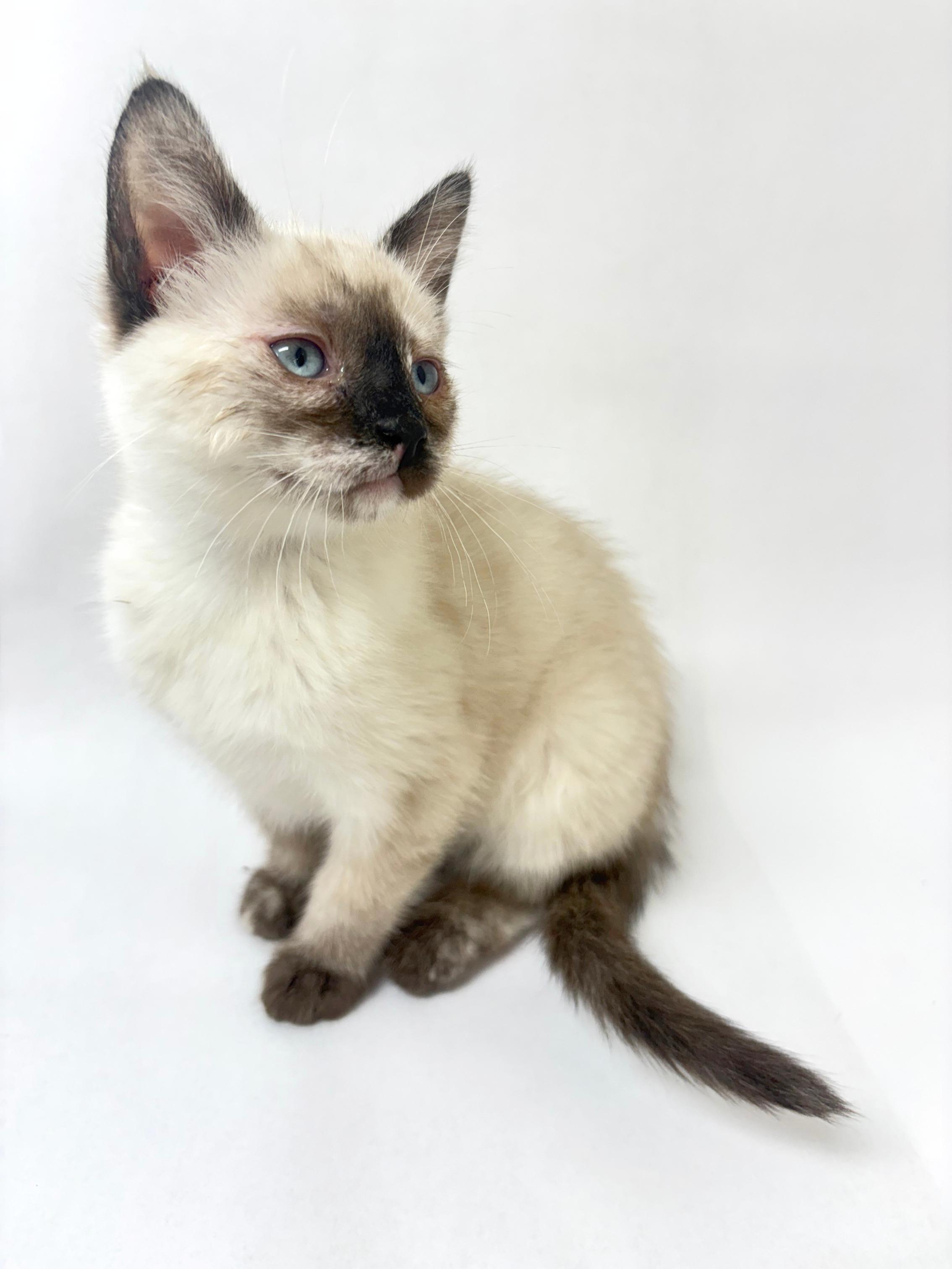 Enlarge Rachel, an adopted Siamese in Pasco, WA image 2/3