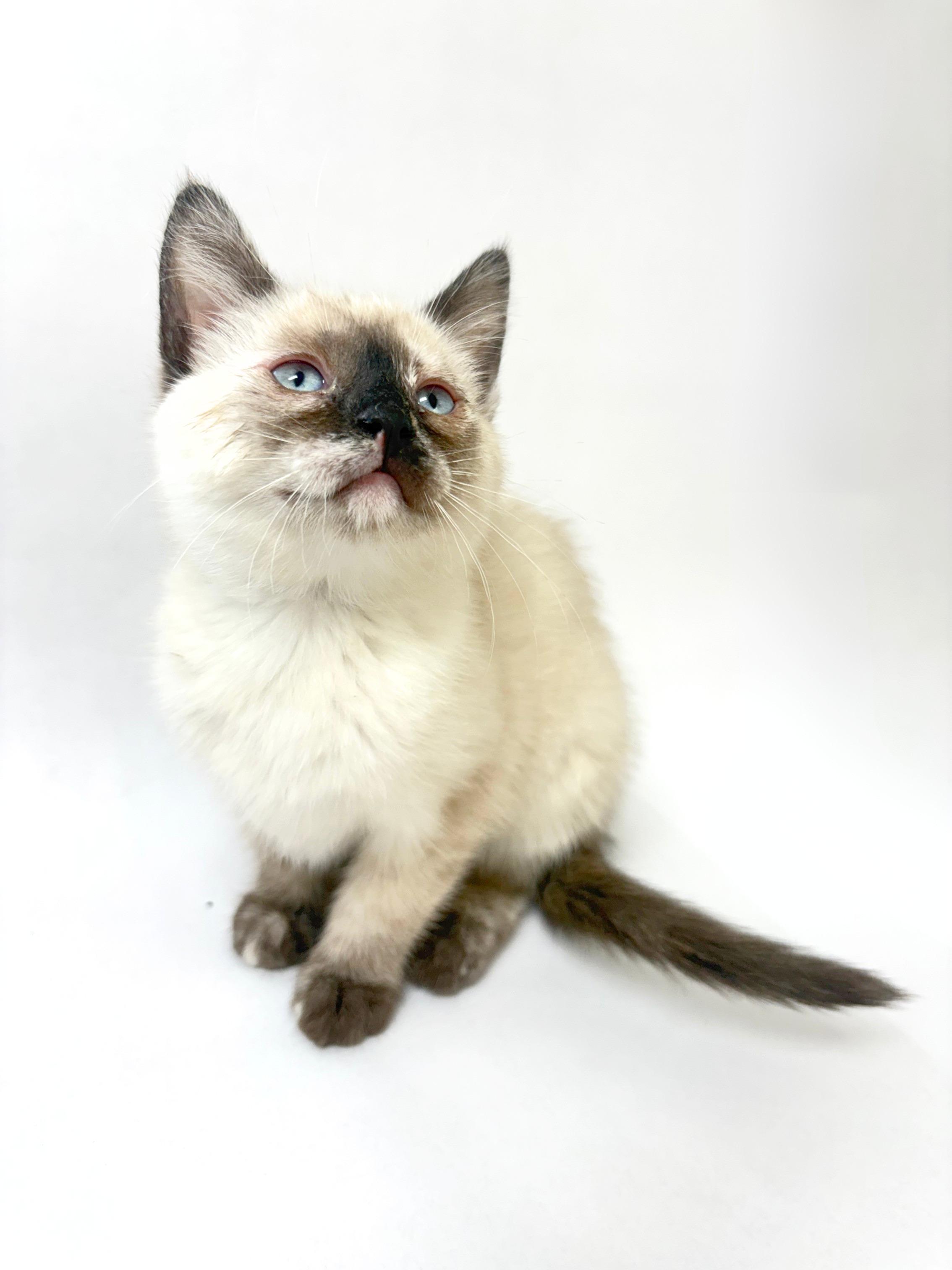 Rachel, adopted, Kitten Female Siamese.
