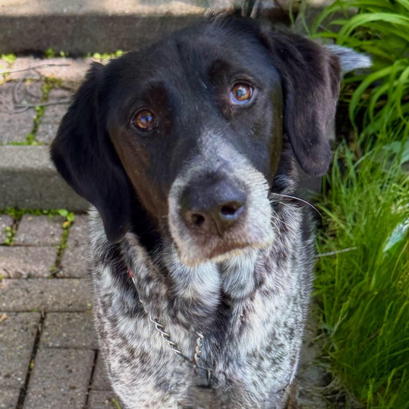 Freddy, a ADOPTABLE German Shorthaired Pointer in Montreal, QC image 2/4