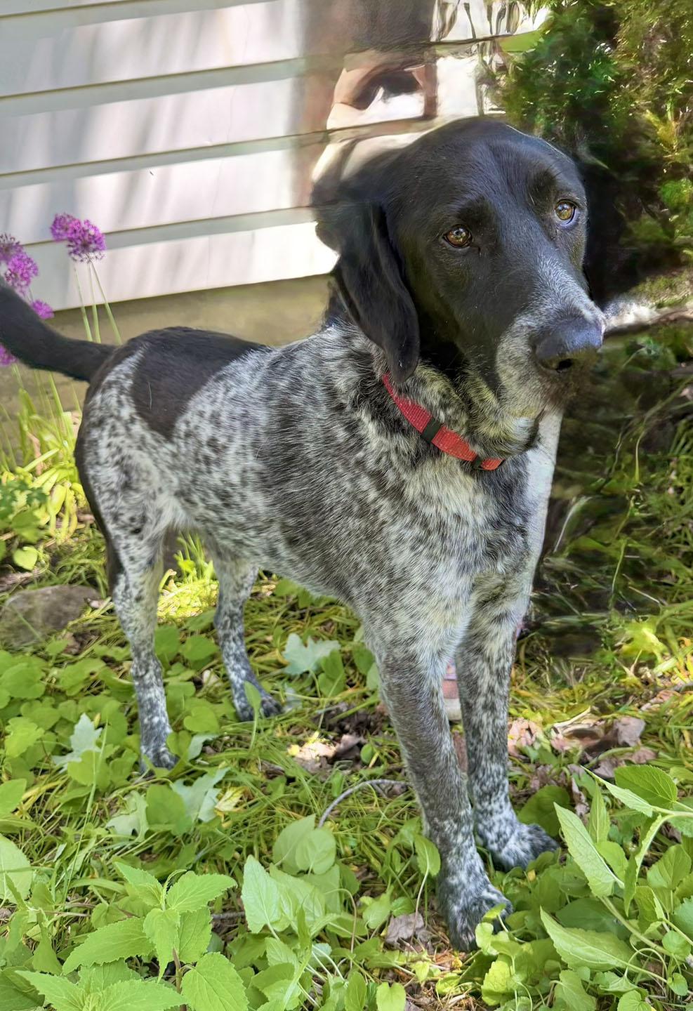 Freddy, a ADOPTABLE German Shorthaired Pointer in Montreal, QC image 3/4