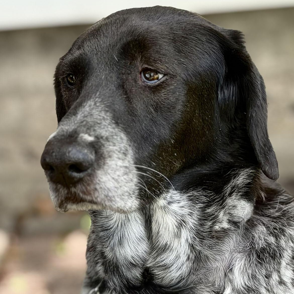 Freddy, ADOPTABLE, Adult Male German Shorthaired Pointer.