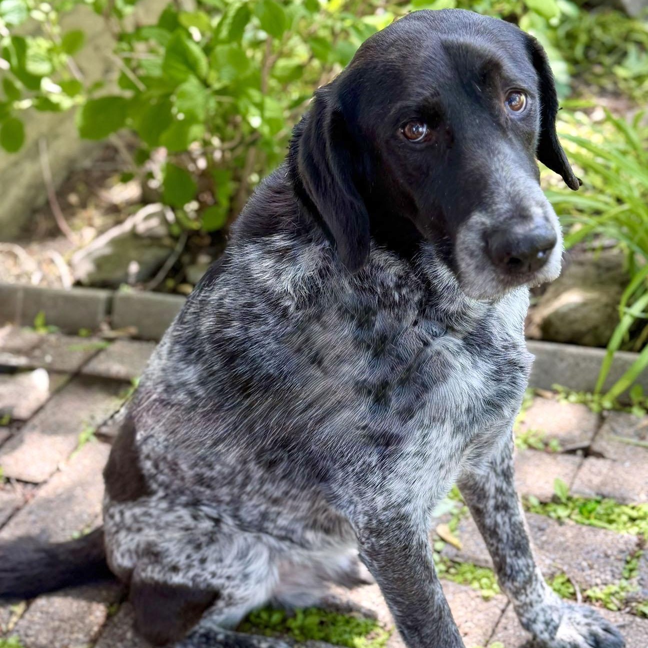 Freddy, a ADOPTABLE German Shorthaired Pointer in Montreal, QC image 4/4