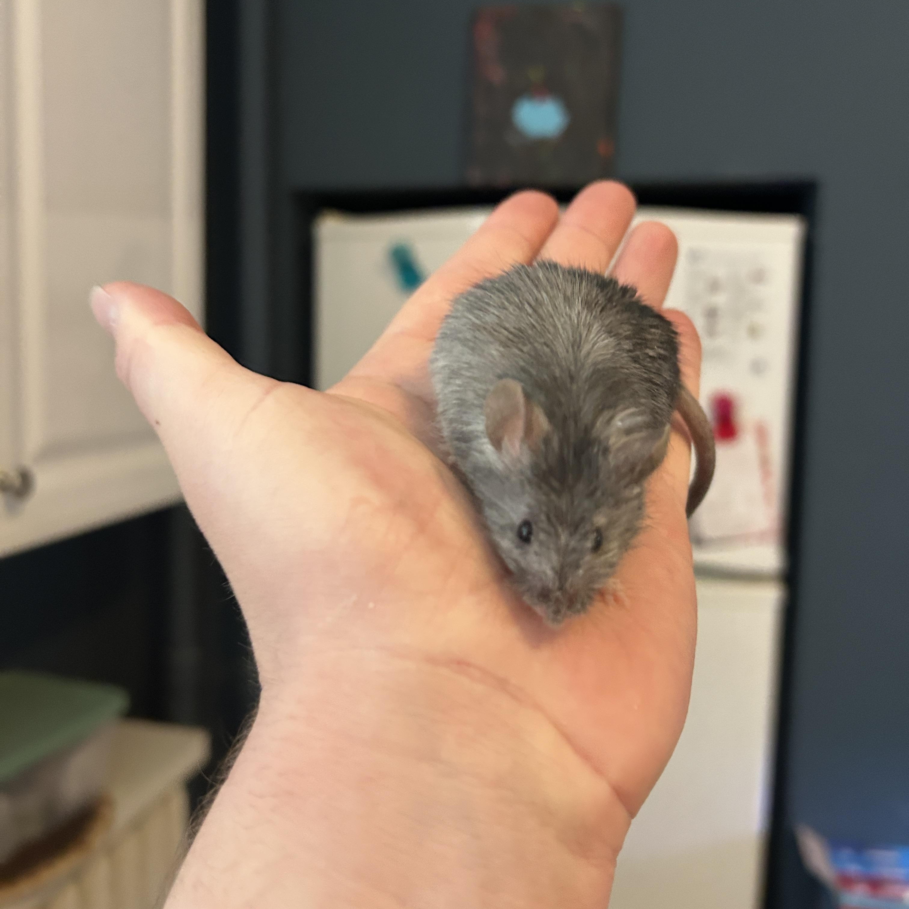 Gandalf, Adult Male Mouse