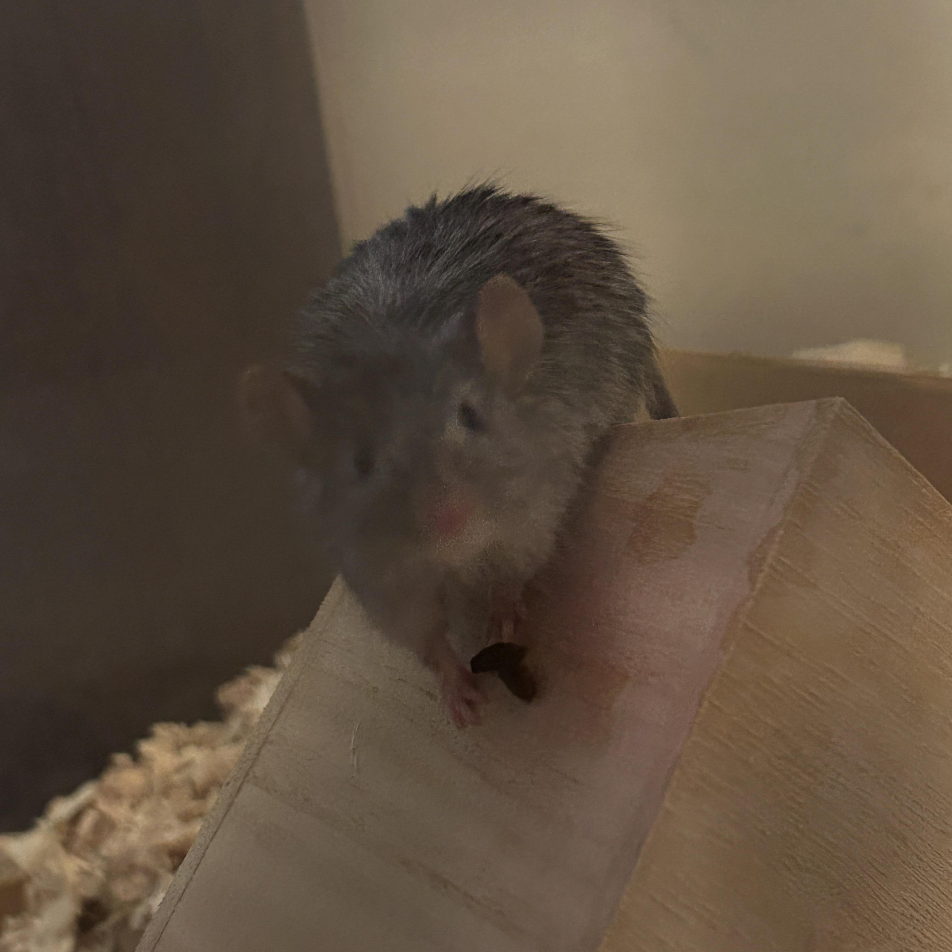 Gandalf photo 2