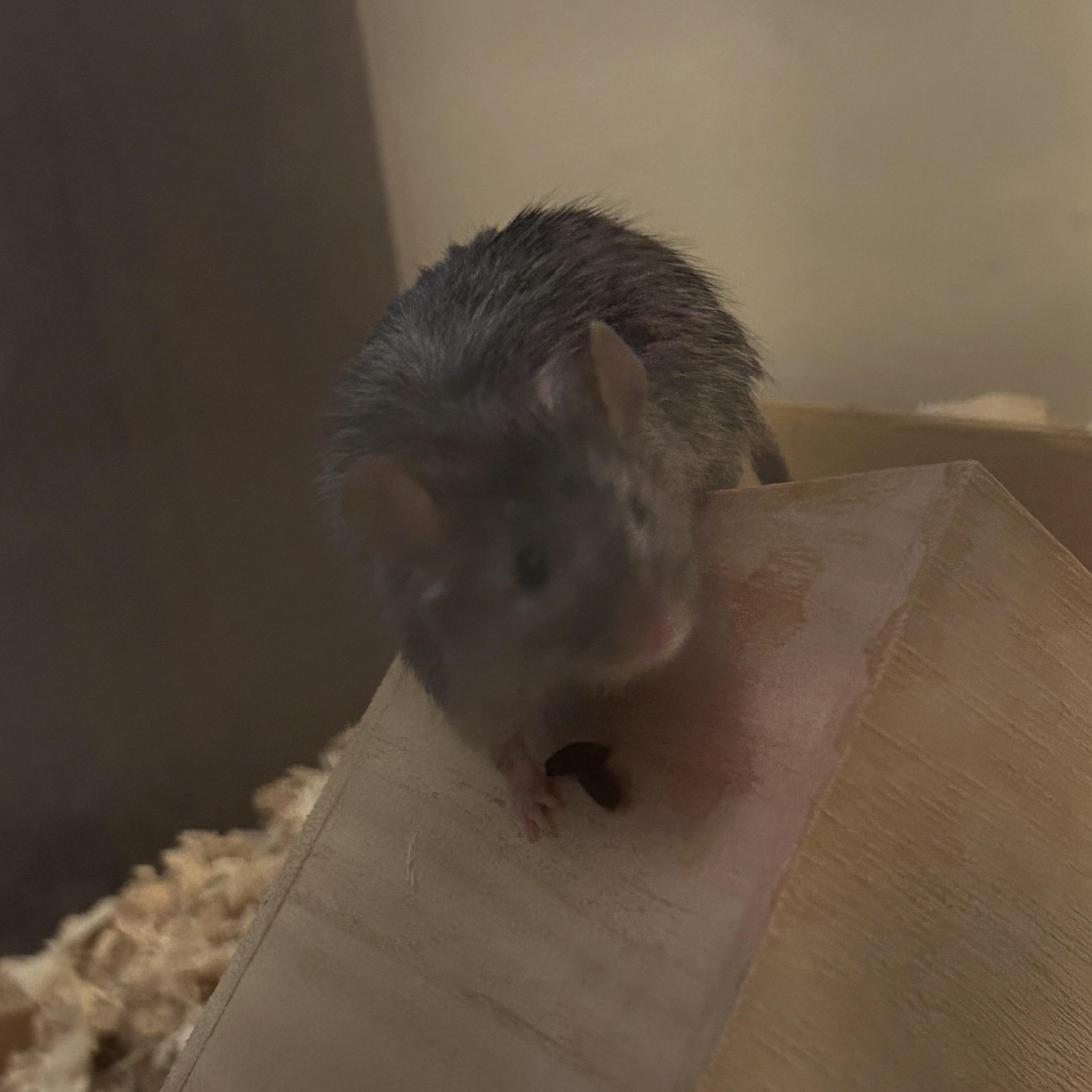 Gandalf photo 4