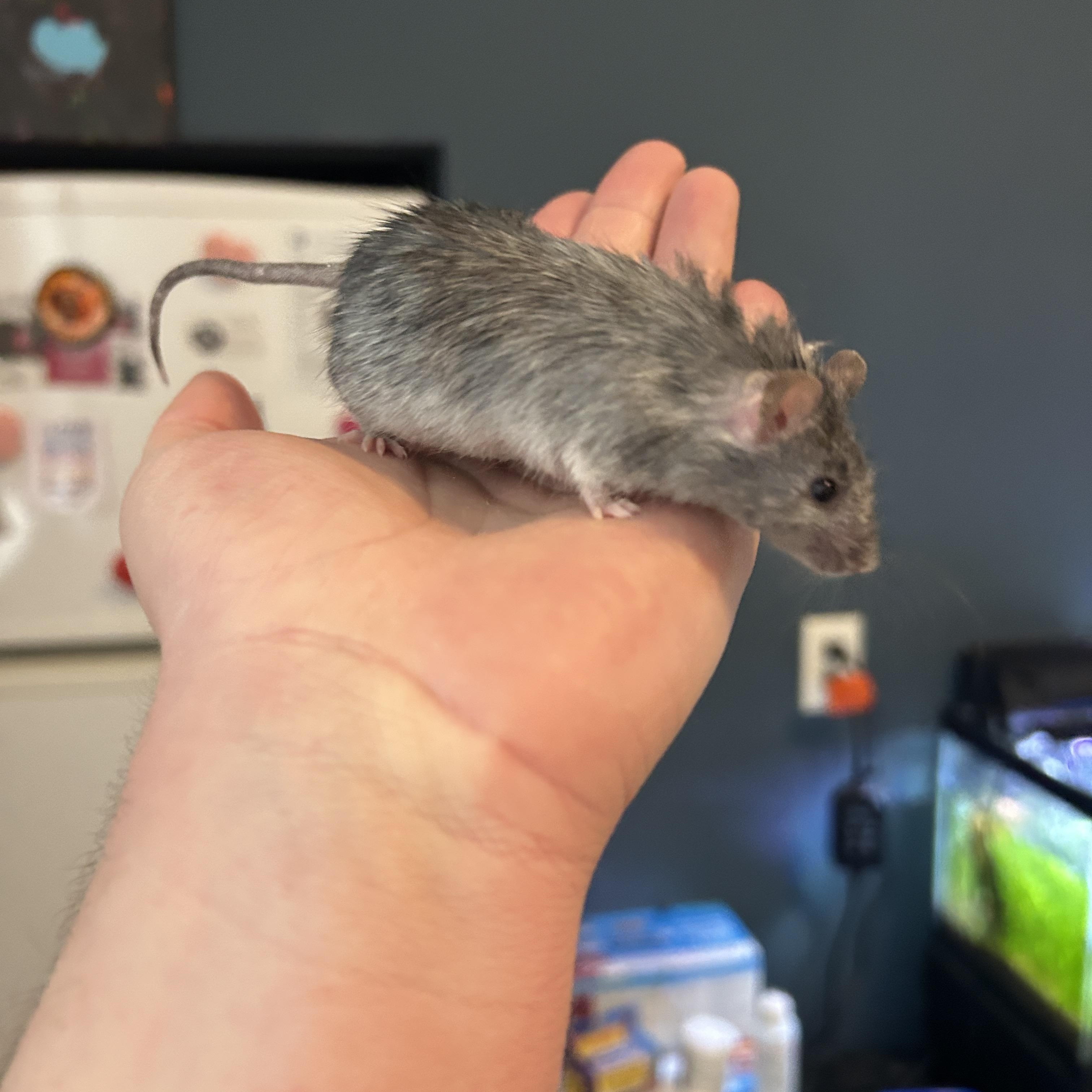 Gandalf photo 3