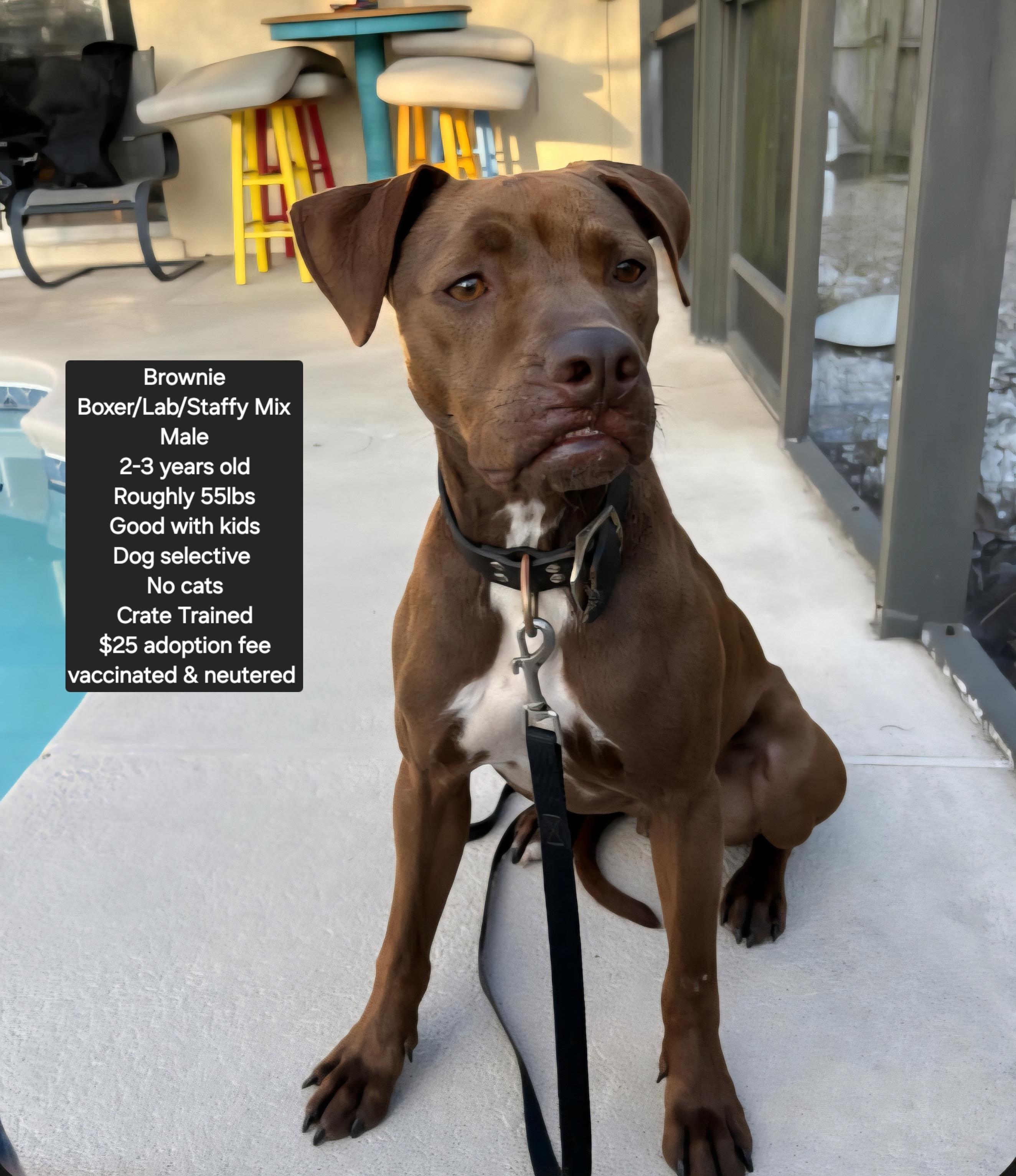 Enlarge *Courtesy Listing* Brownie , a ADOPTABLE mixed breed in Oviedo, FL image 1/1