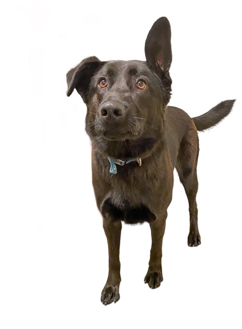 Meadow, an adoptable Shepherd Mix in Las Vegas, NV_image-1