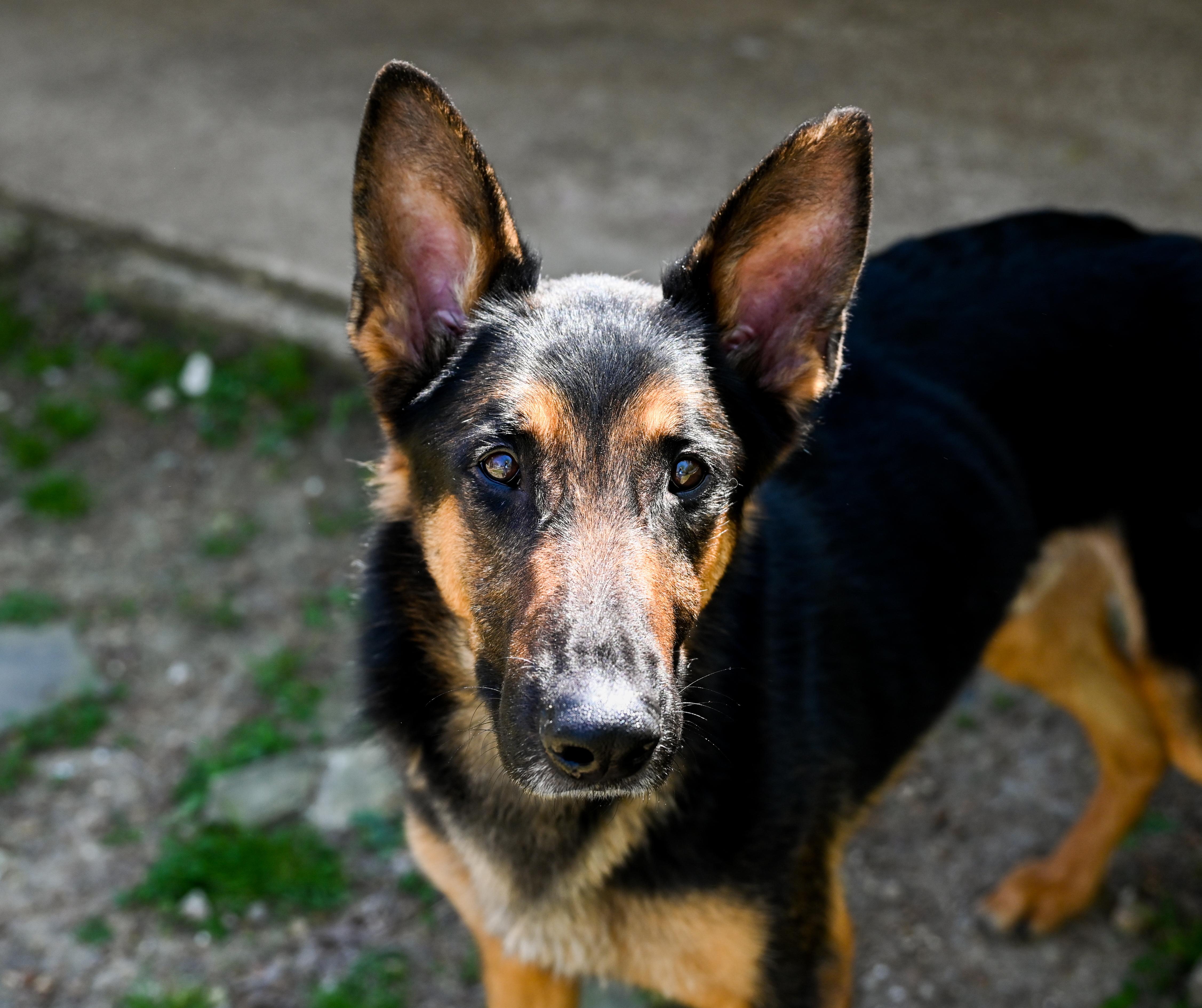 Whiskey, Adoptable, Adult Male German Shepherd Dog.