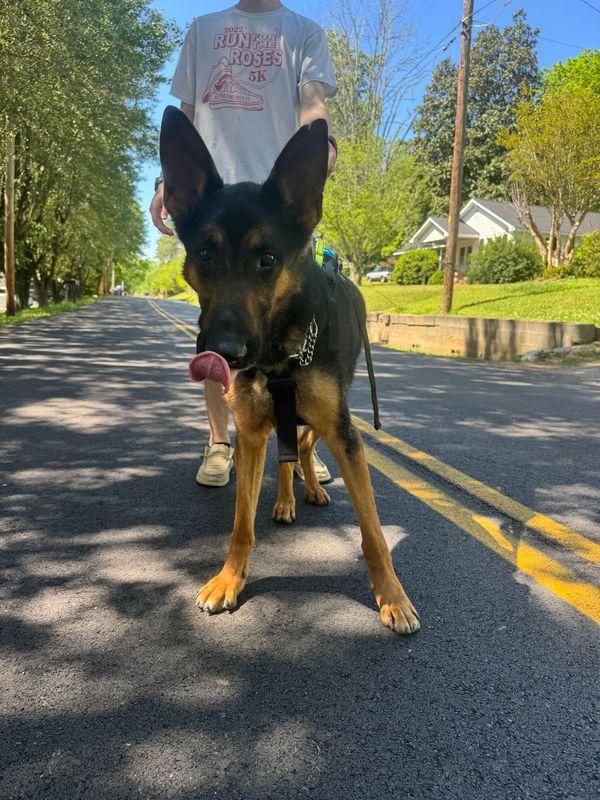 Whiskey, a ADOPTABLE German Shepherd Dog in Chattanooga, TN image 1/6