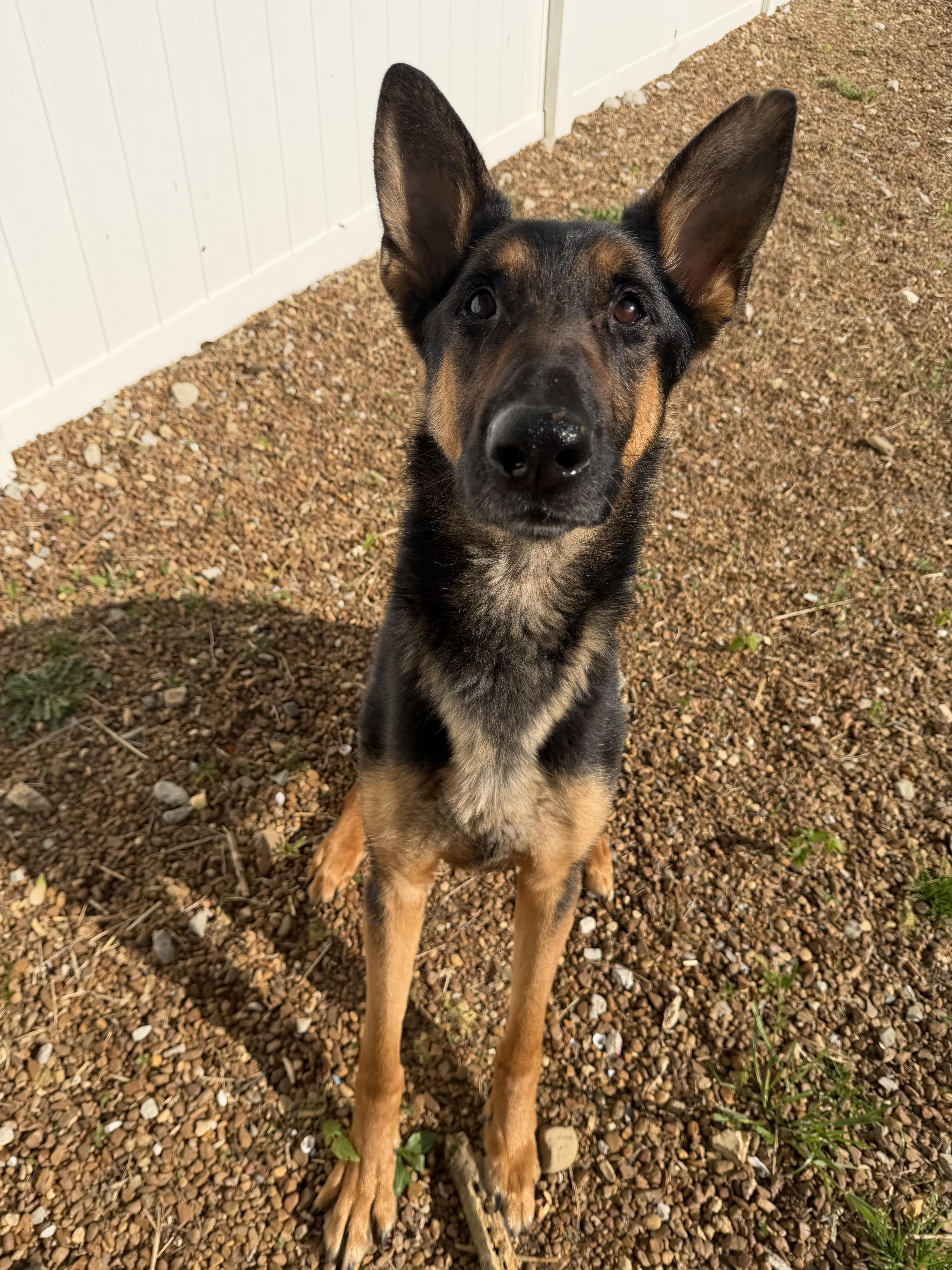 Whiskey, a ADOPTABLE German Shepherd Dog in Chattanooga, TN image 6/6