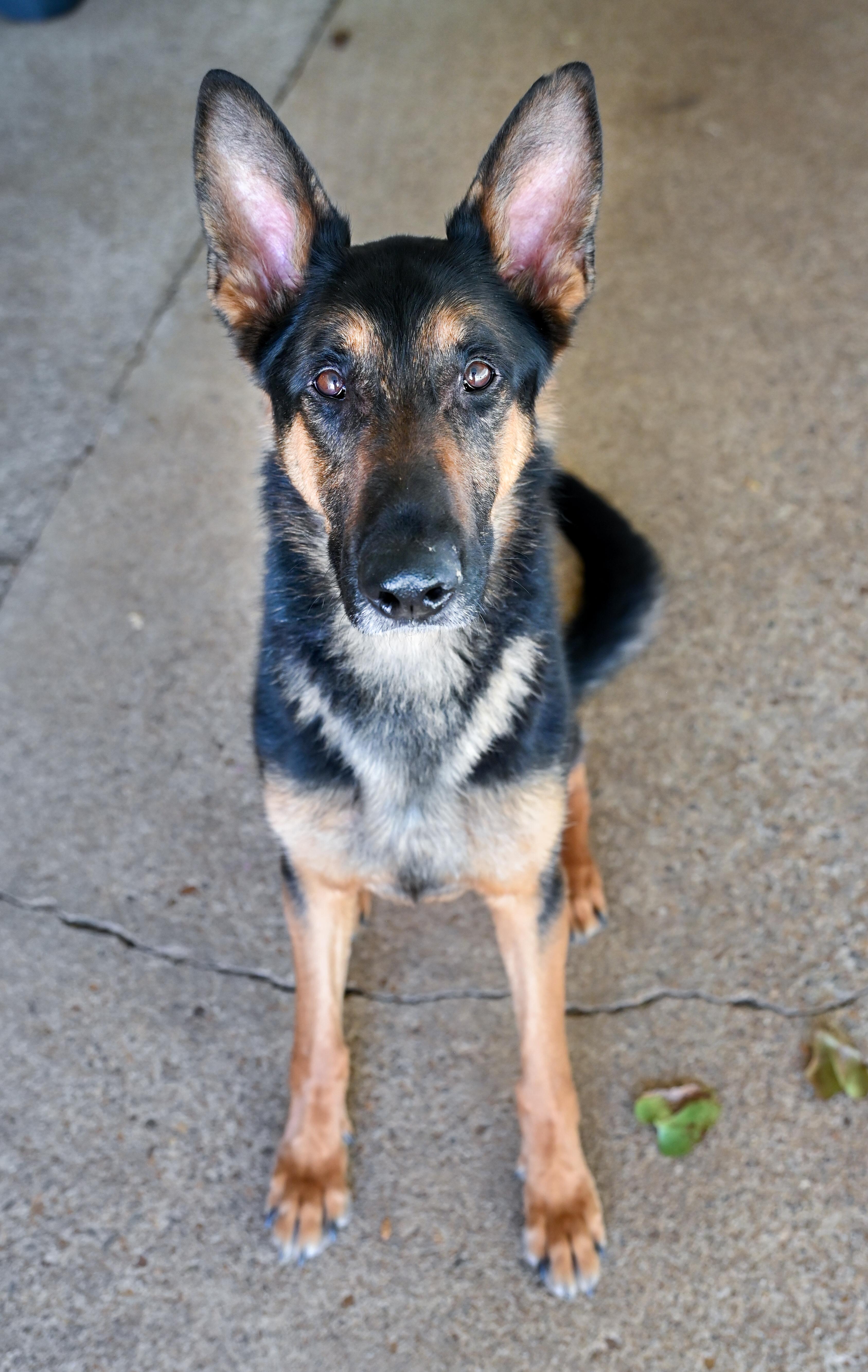Whiskey, a ADOPTABLE German Shepherd Dog in Chattanooga, TN image 4/6