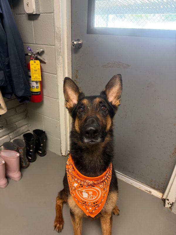 Whiskey, a ADOPTABLE German Shepherd Dog in Chattanooga, TN image 2/6