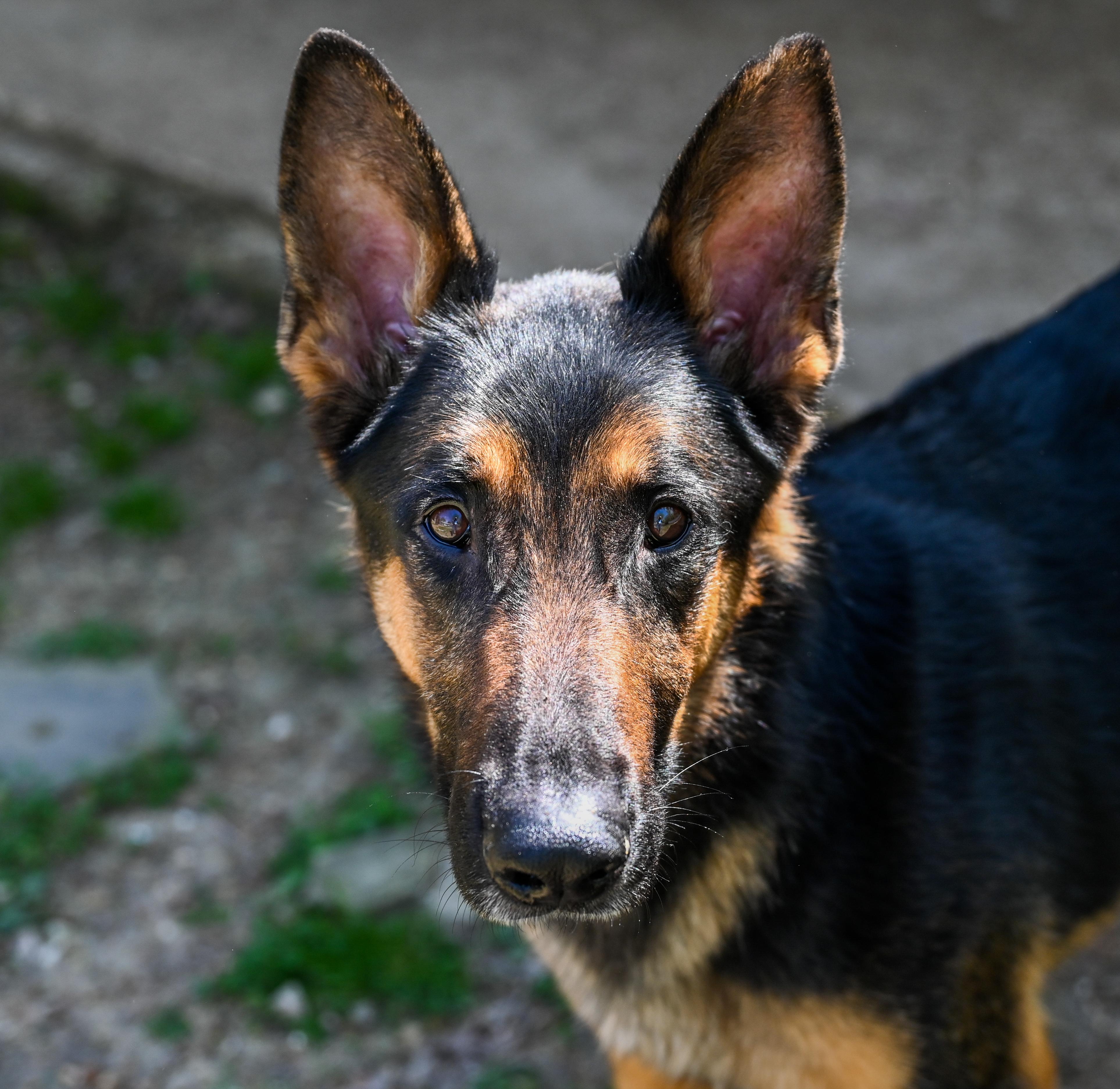 Whiskey, a ADOPTABLE German Shepherd Dog in Chattanooga, TN image 5/6