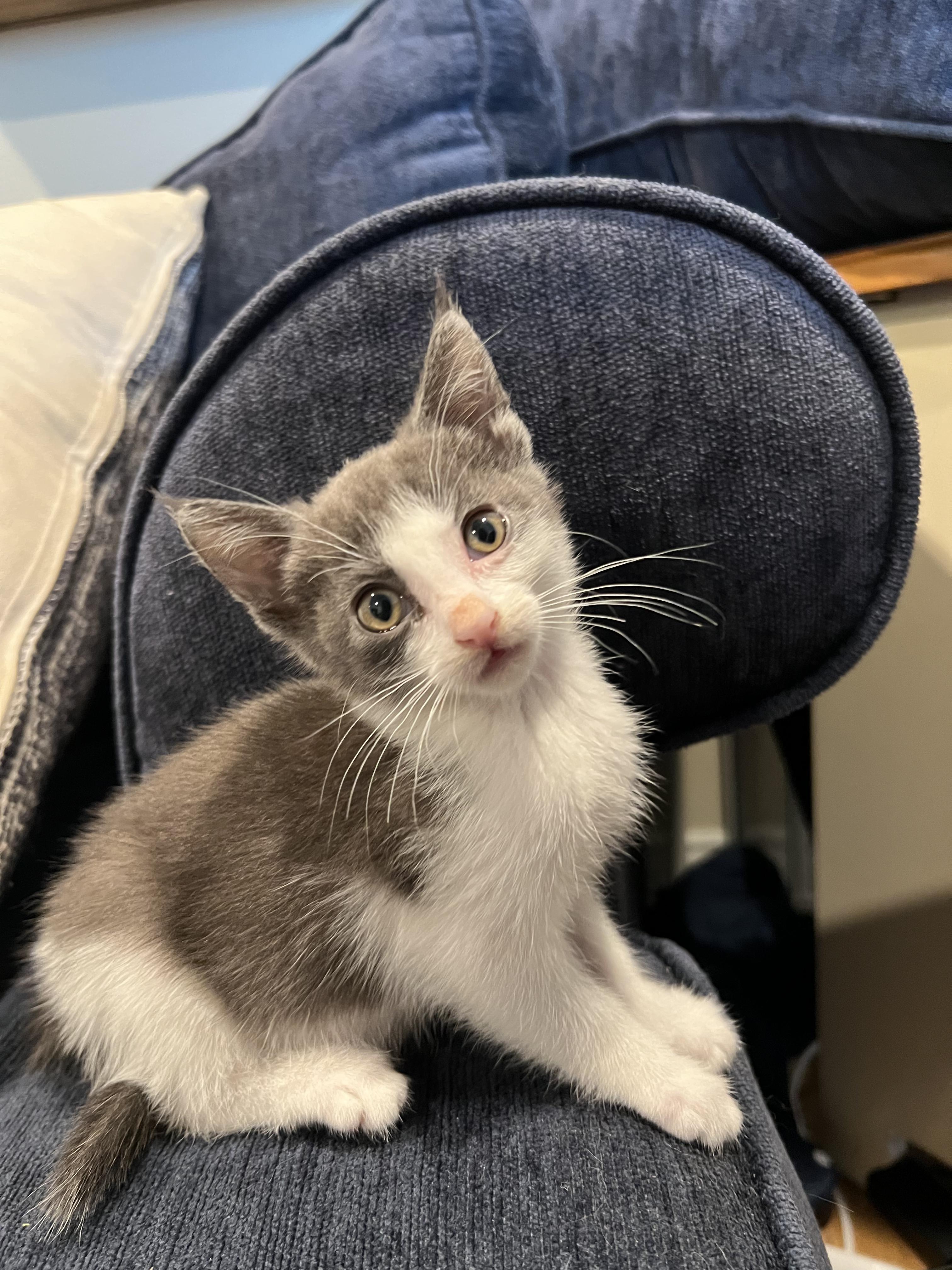 Millie , adoptable, Kitten Female Domestic Short Hair.
