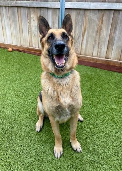 Enlarge Tater, a Adoptable mixed breed in Eugene, OR image 1/3